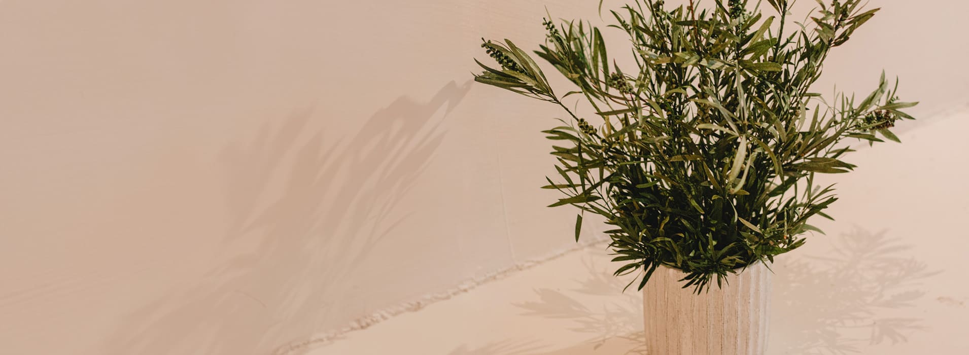 Plantas y árboles preservados: una solución sostenible para la decoración del hogar
