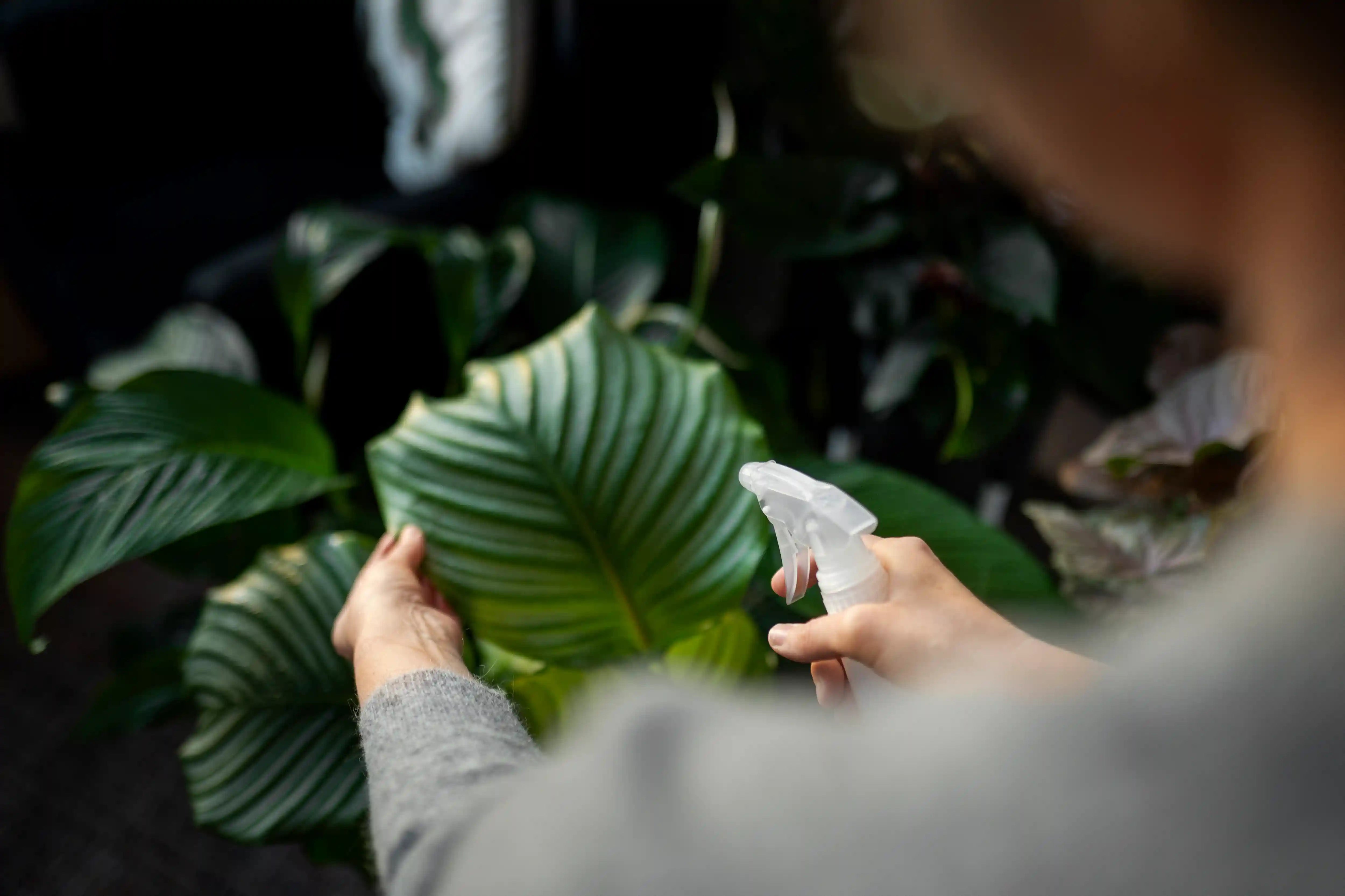 Cuidado de las plantas en verano