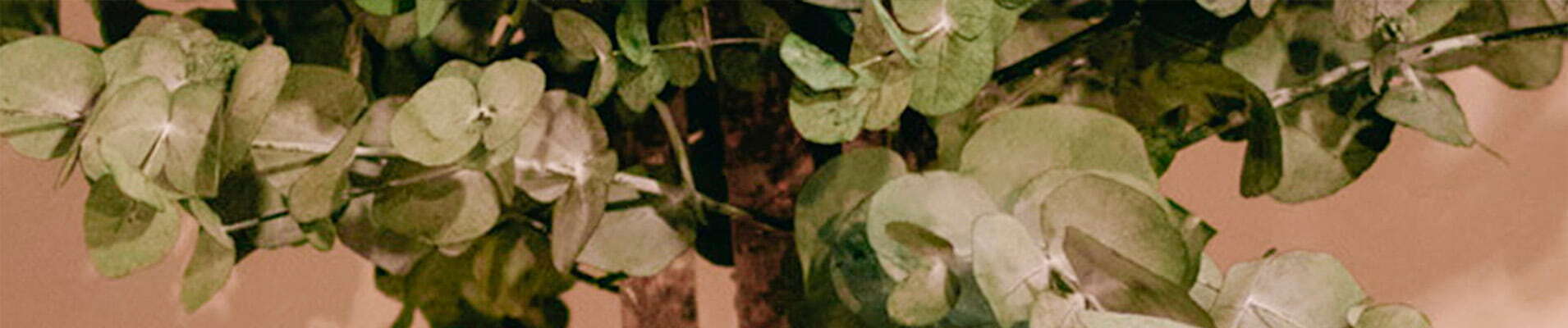 Árbol de eucalipto preservado para decorar