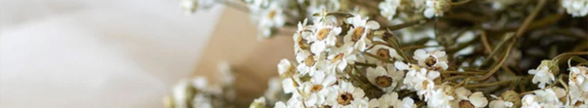 flores y ramilletes preservados