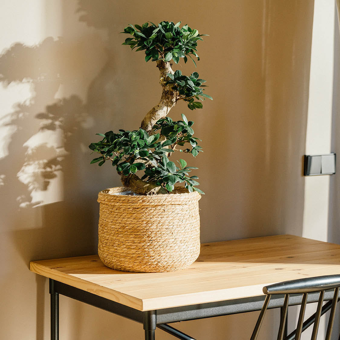 Cestería plantas