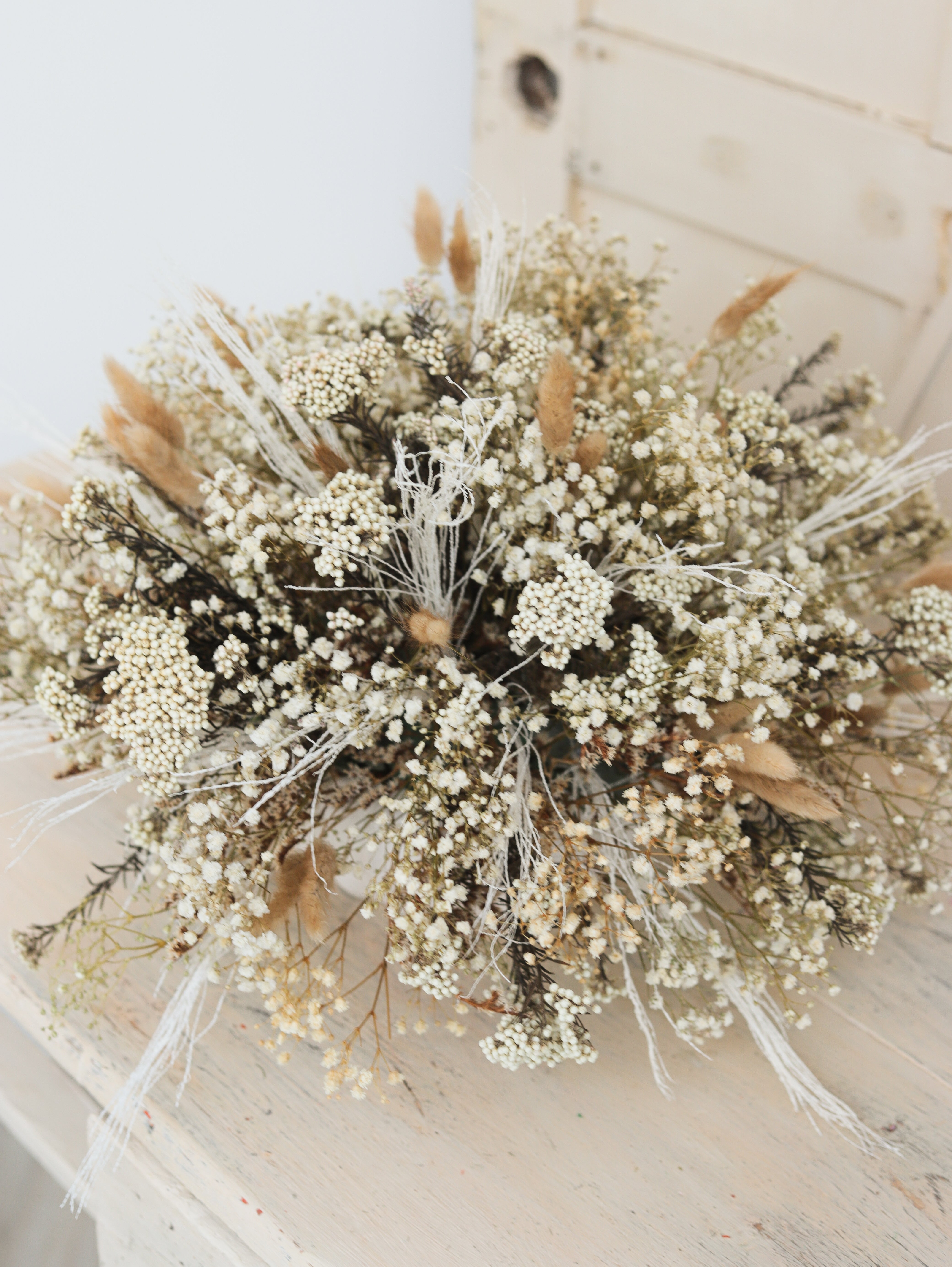 paniculata preservada