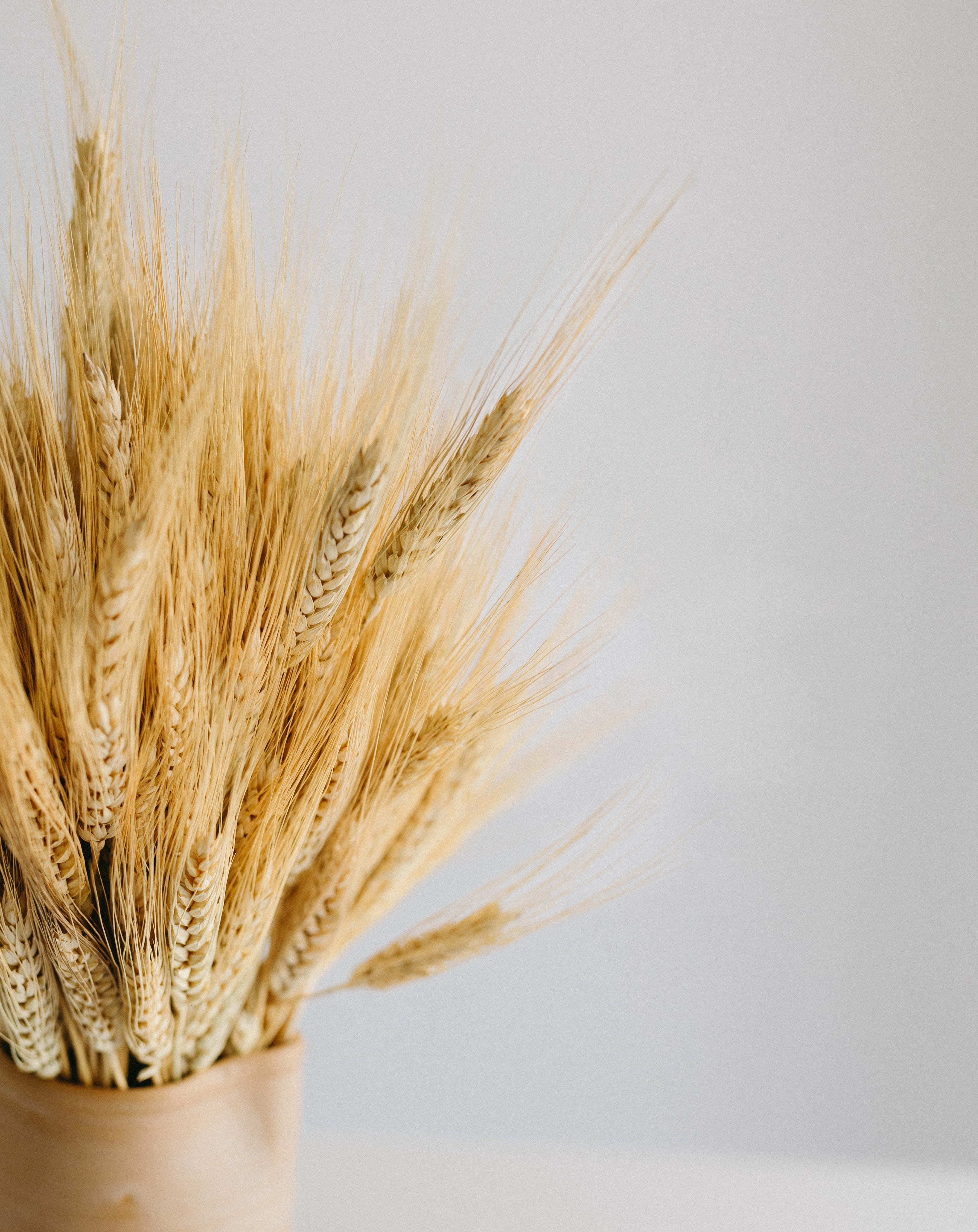 Triticum natural
