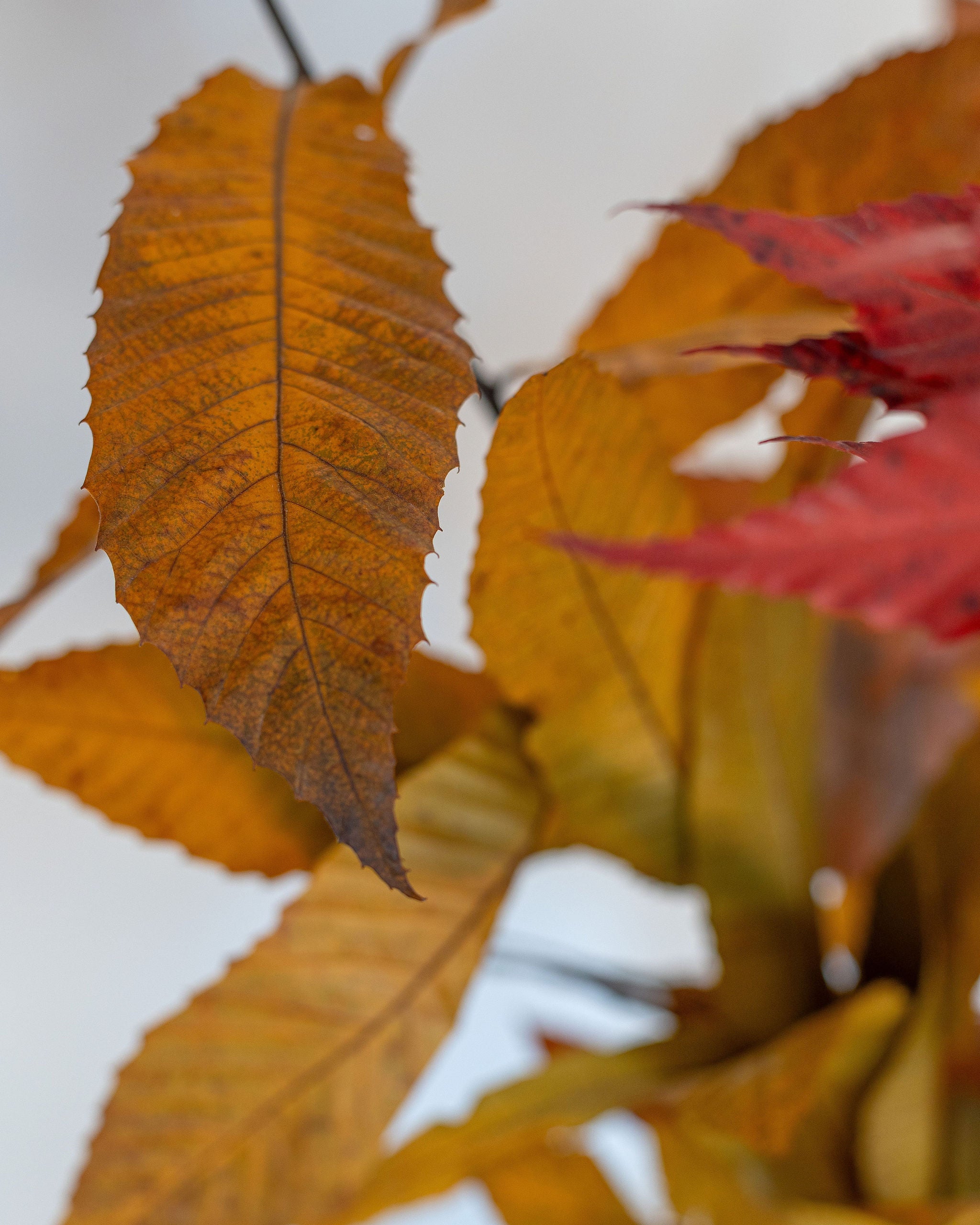 Hojas castaño autum otoñal