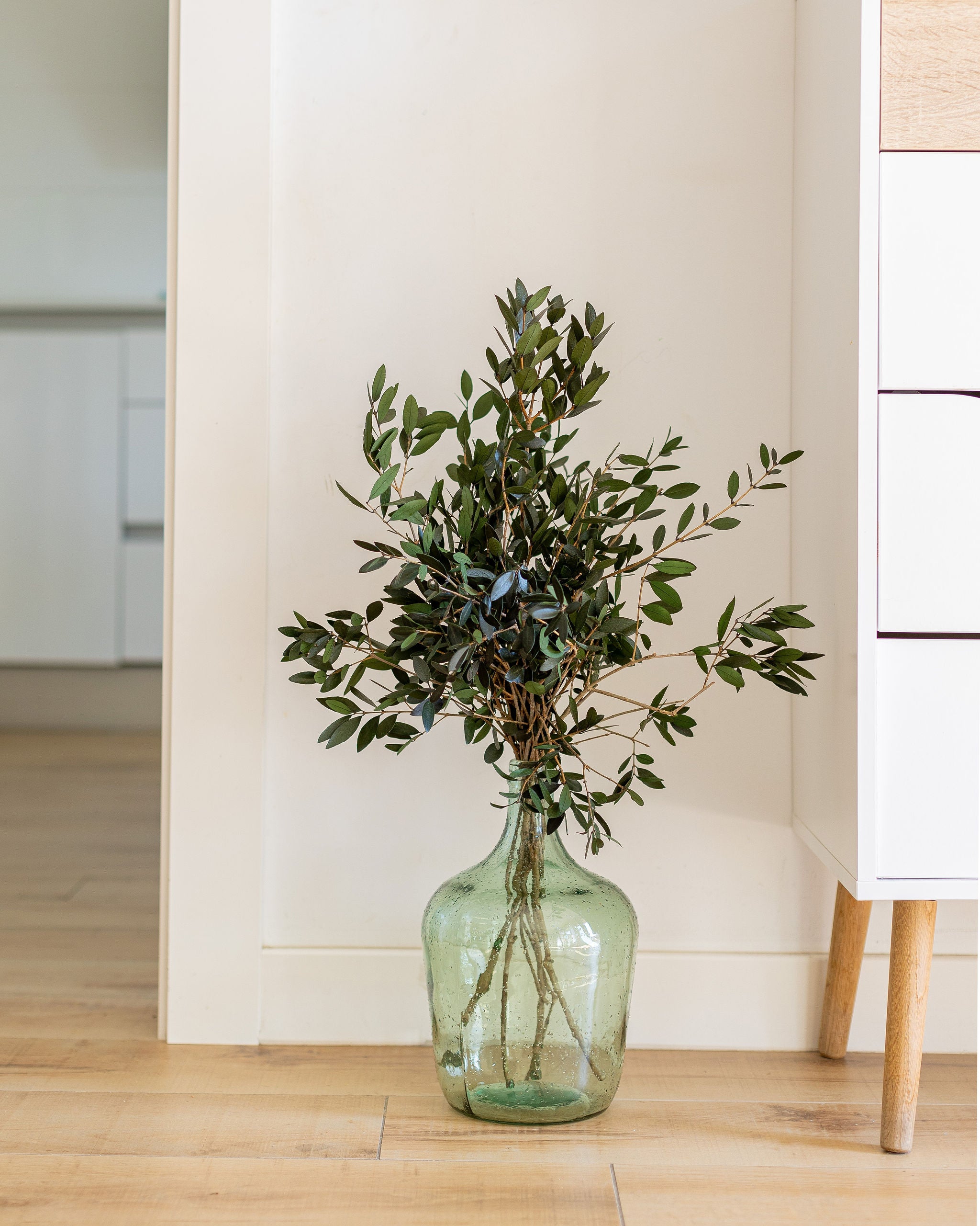 Hojas flores de olivo preservado