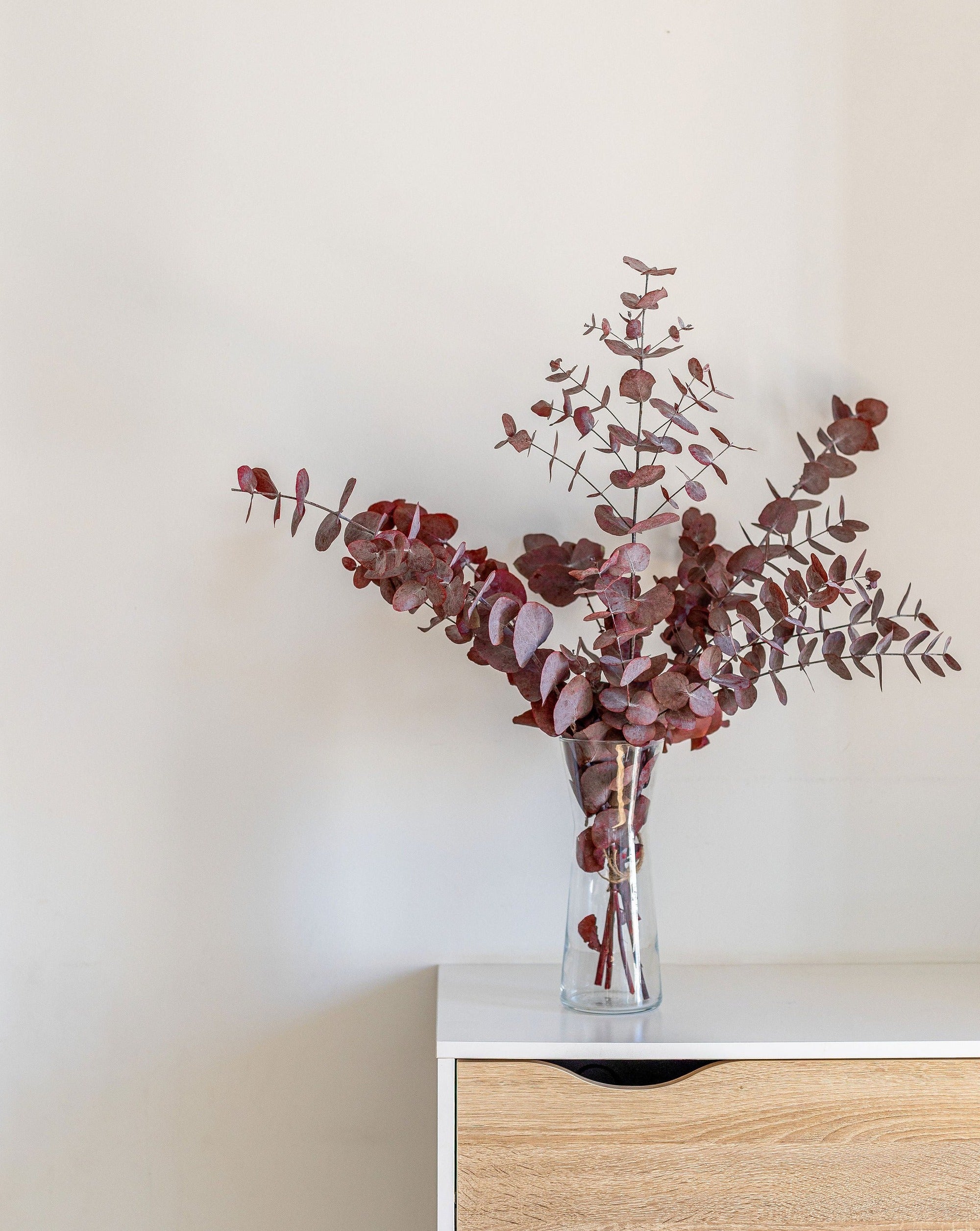Eucalyptus cinerea rojo preservado