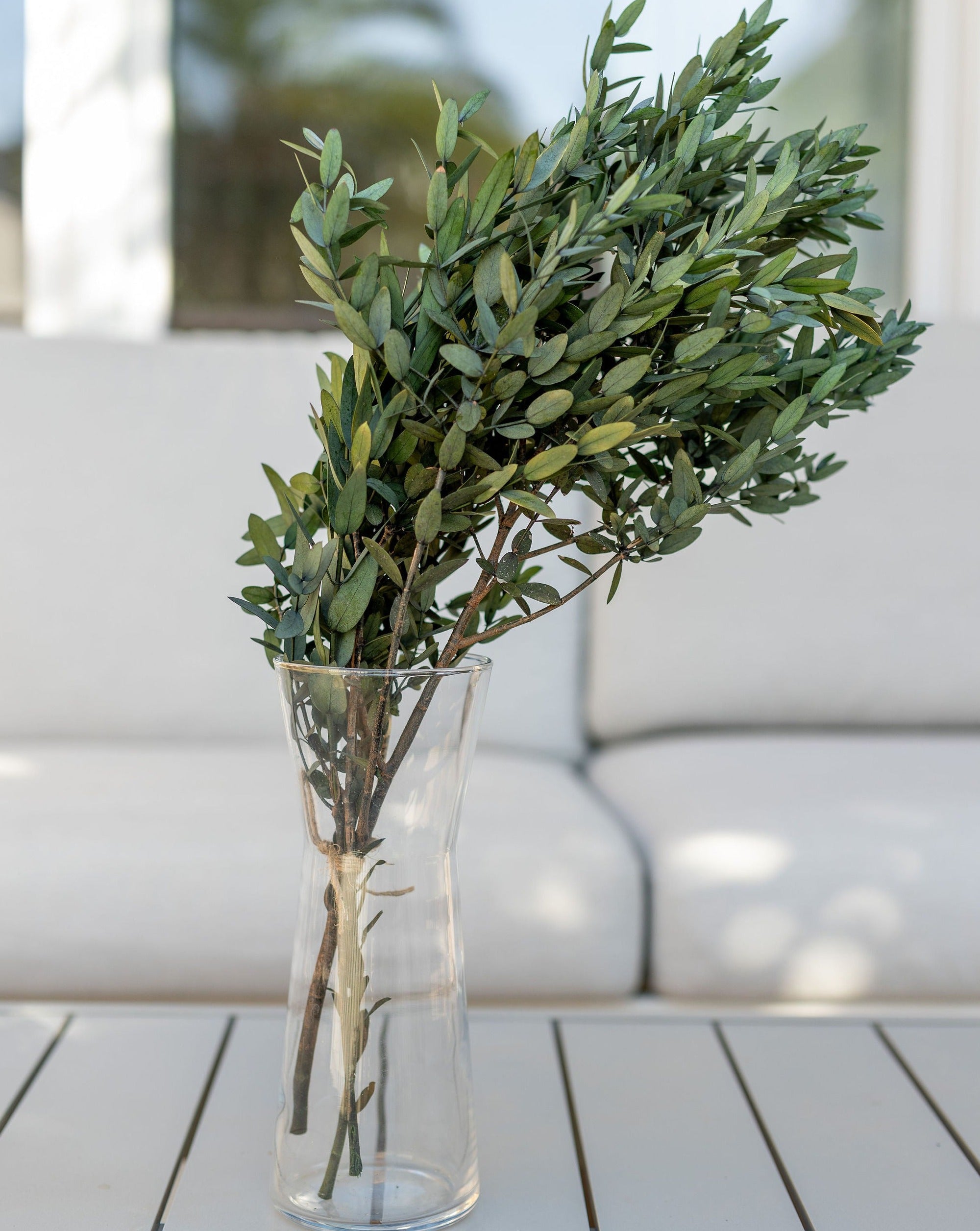 Eucalipto parvifolia liofilizado