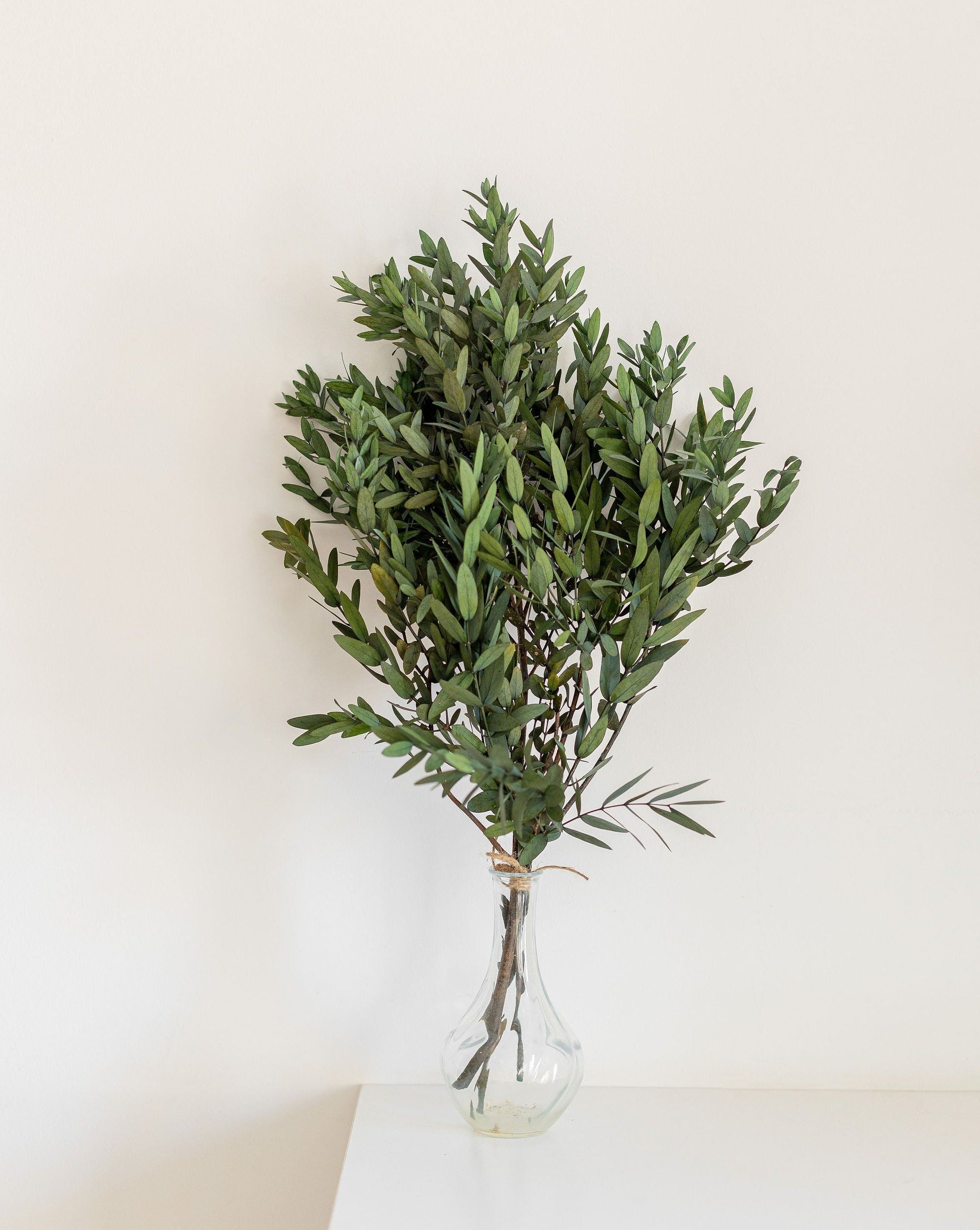Ramo Eucalyptus parvifolia  preservada