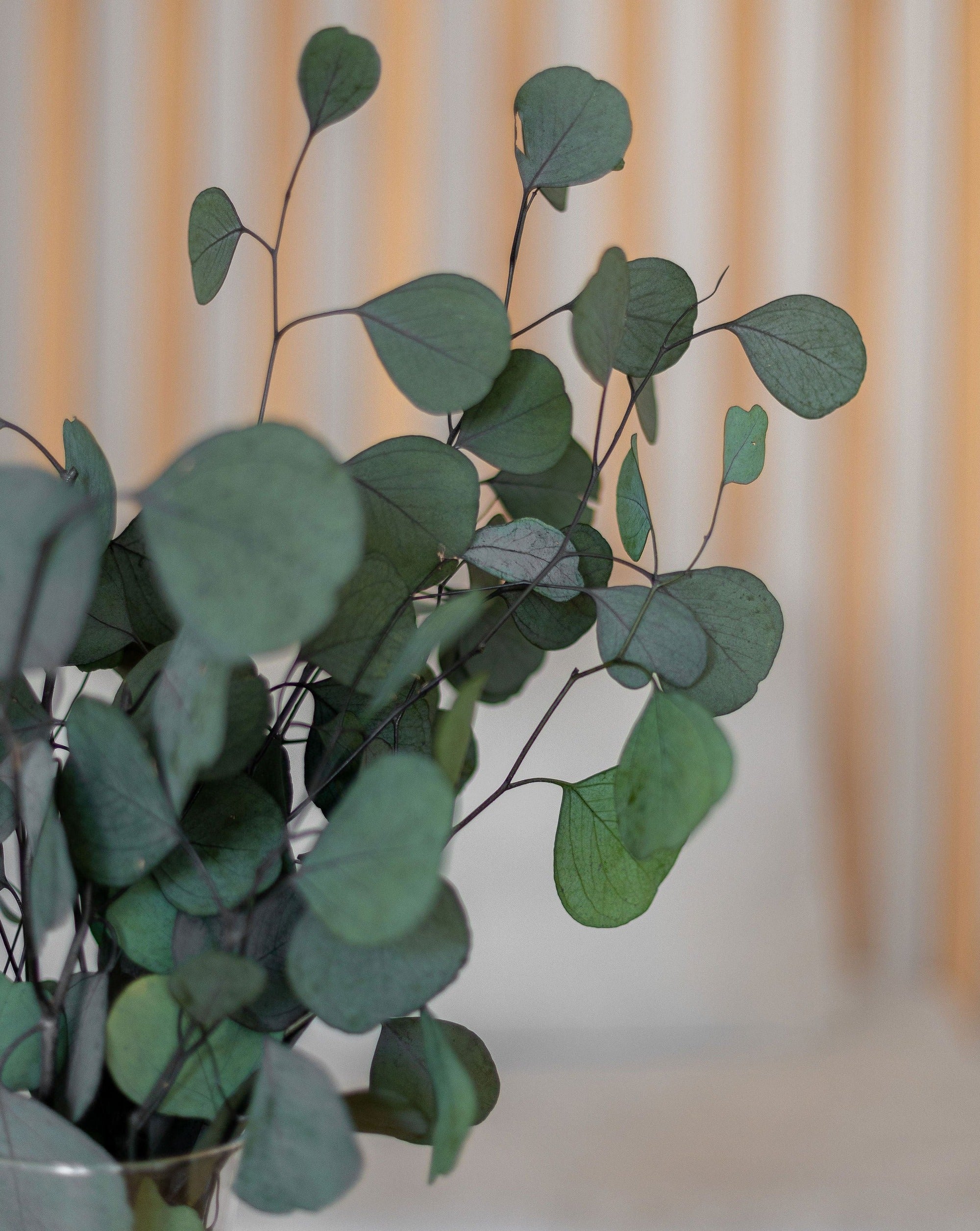 Eucalyptus preservado populus verde