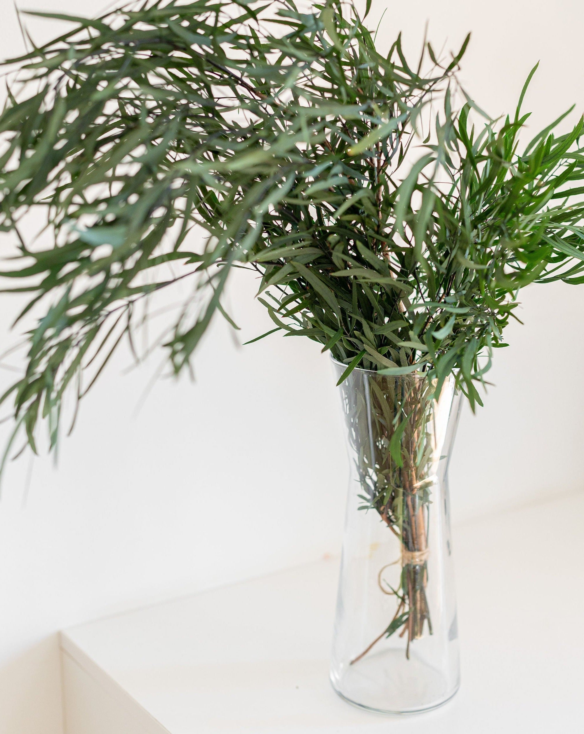 Eucalyptus nicholii preservado