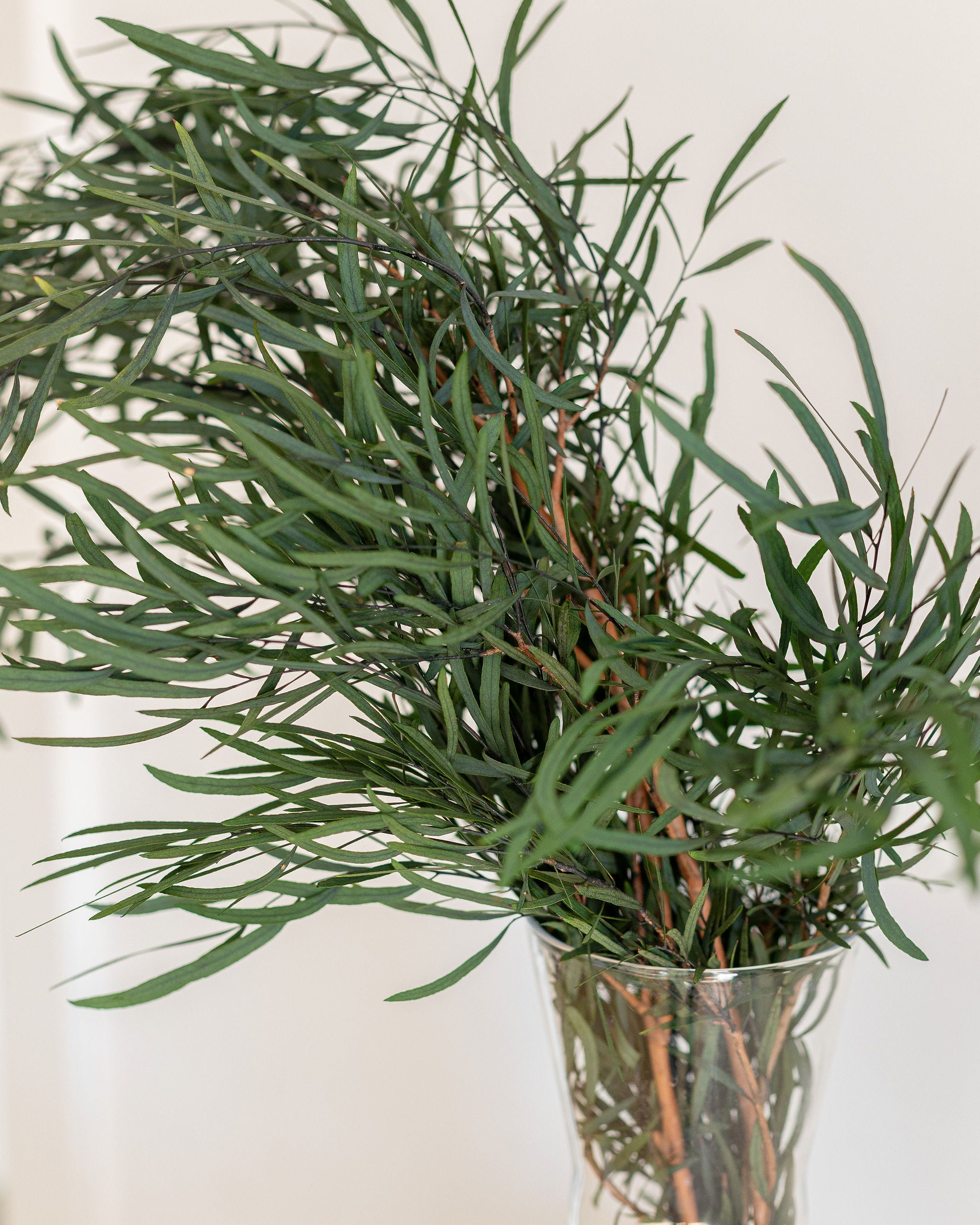 Eucalyptus nicholy preservado