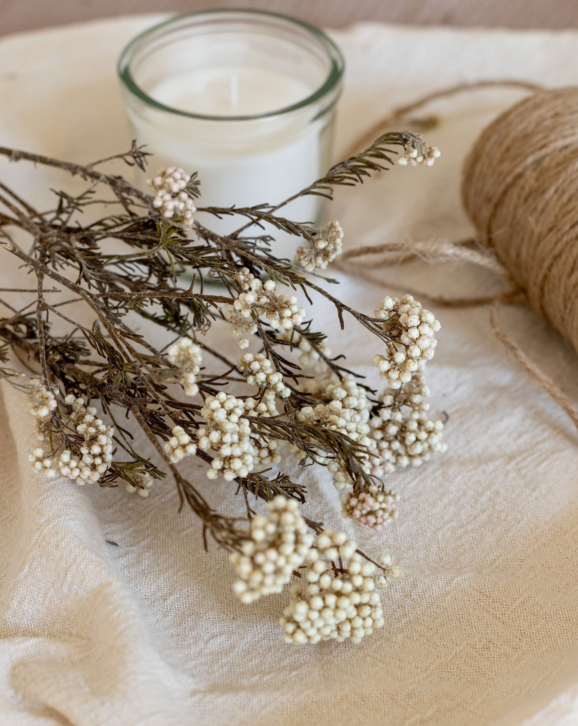 Ozothamnus diosmifolius arbusto preservado