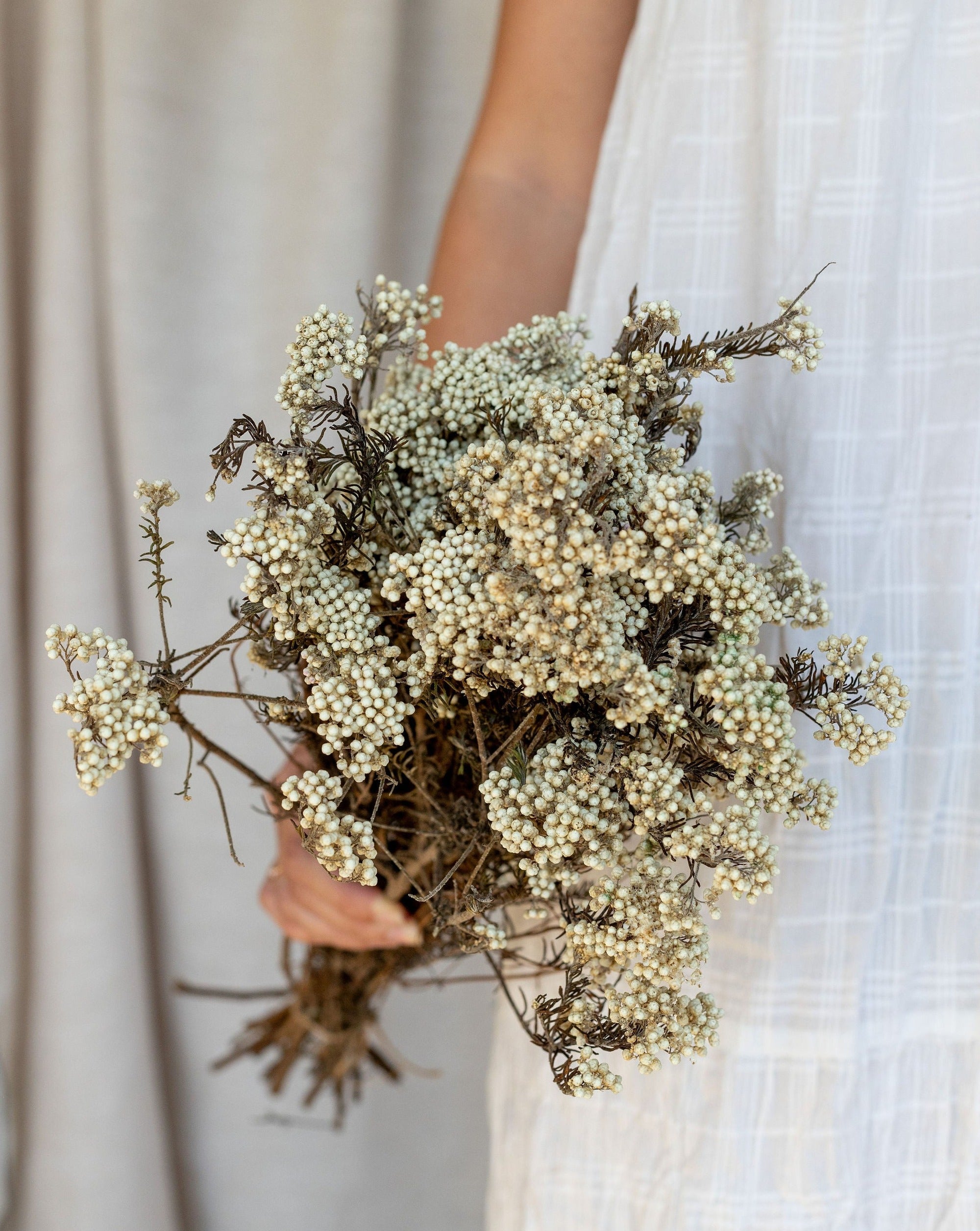 Flor de arroz preservado blanco
