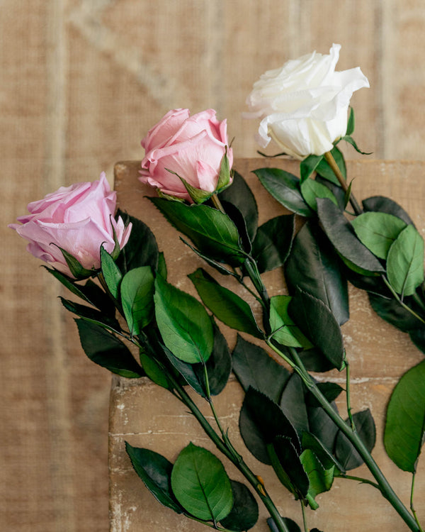 Flor de rosa preservada con tallo 