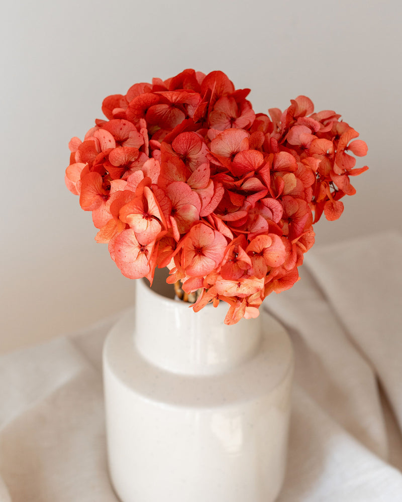 Cabeza hortensia preservada colores 