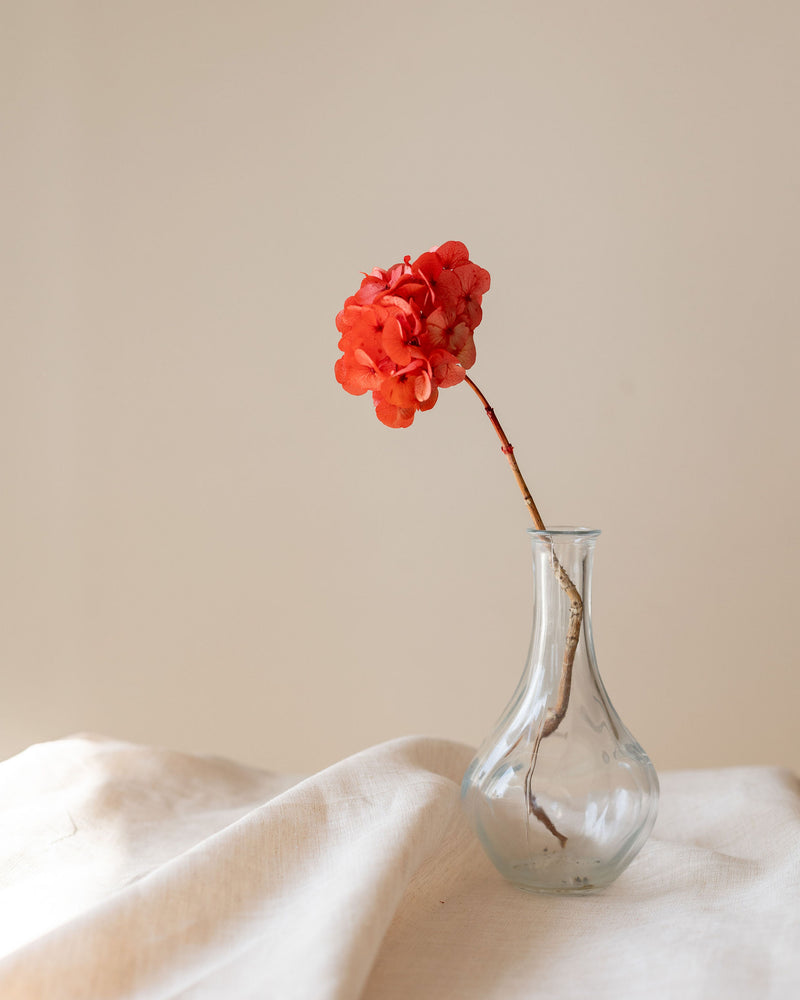 Hydrangea preservada color rojo