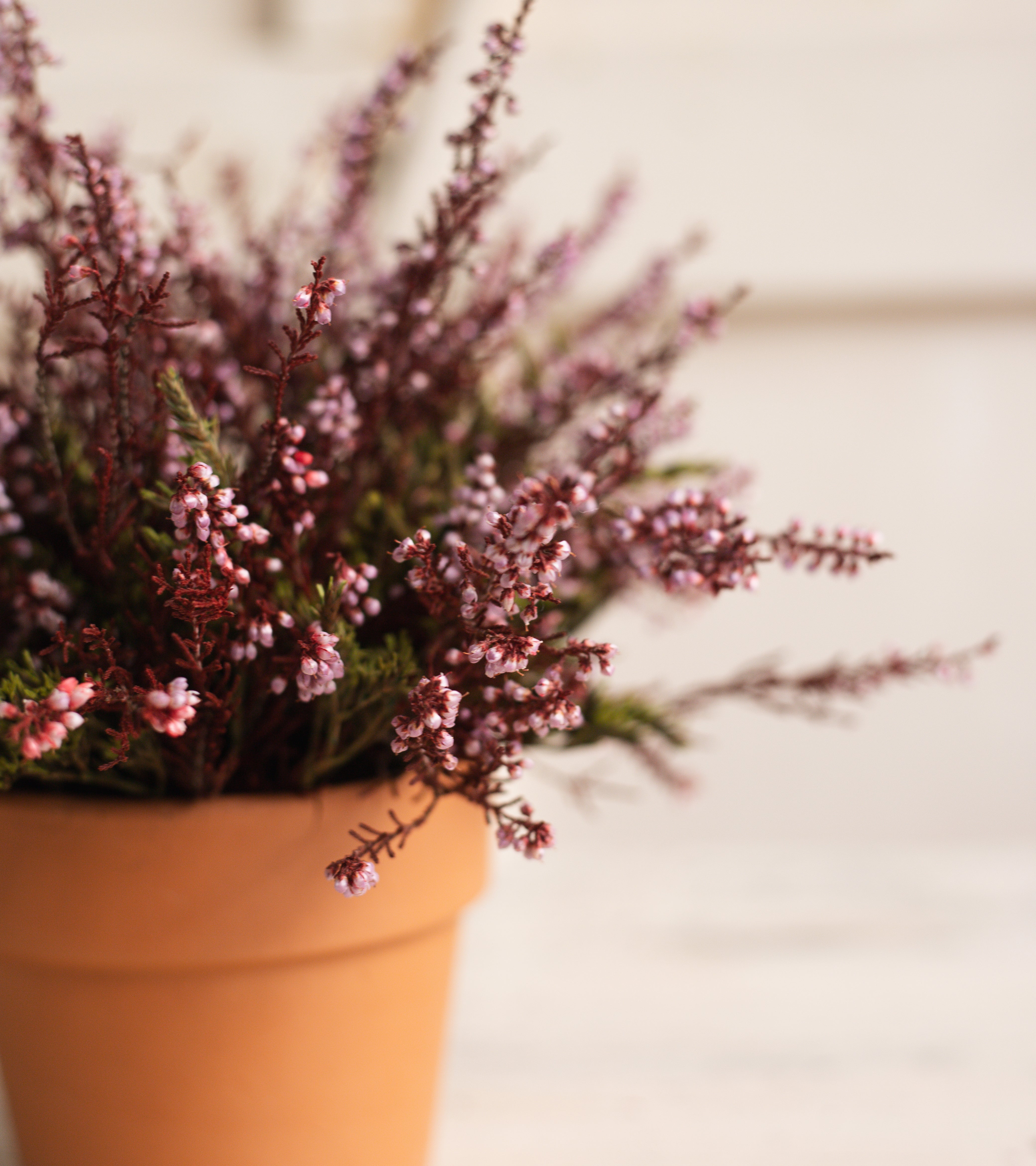 PLANTITA ERICA