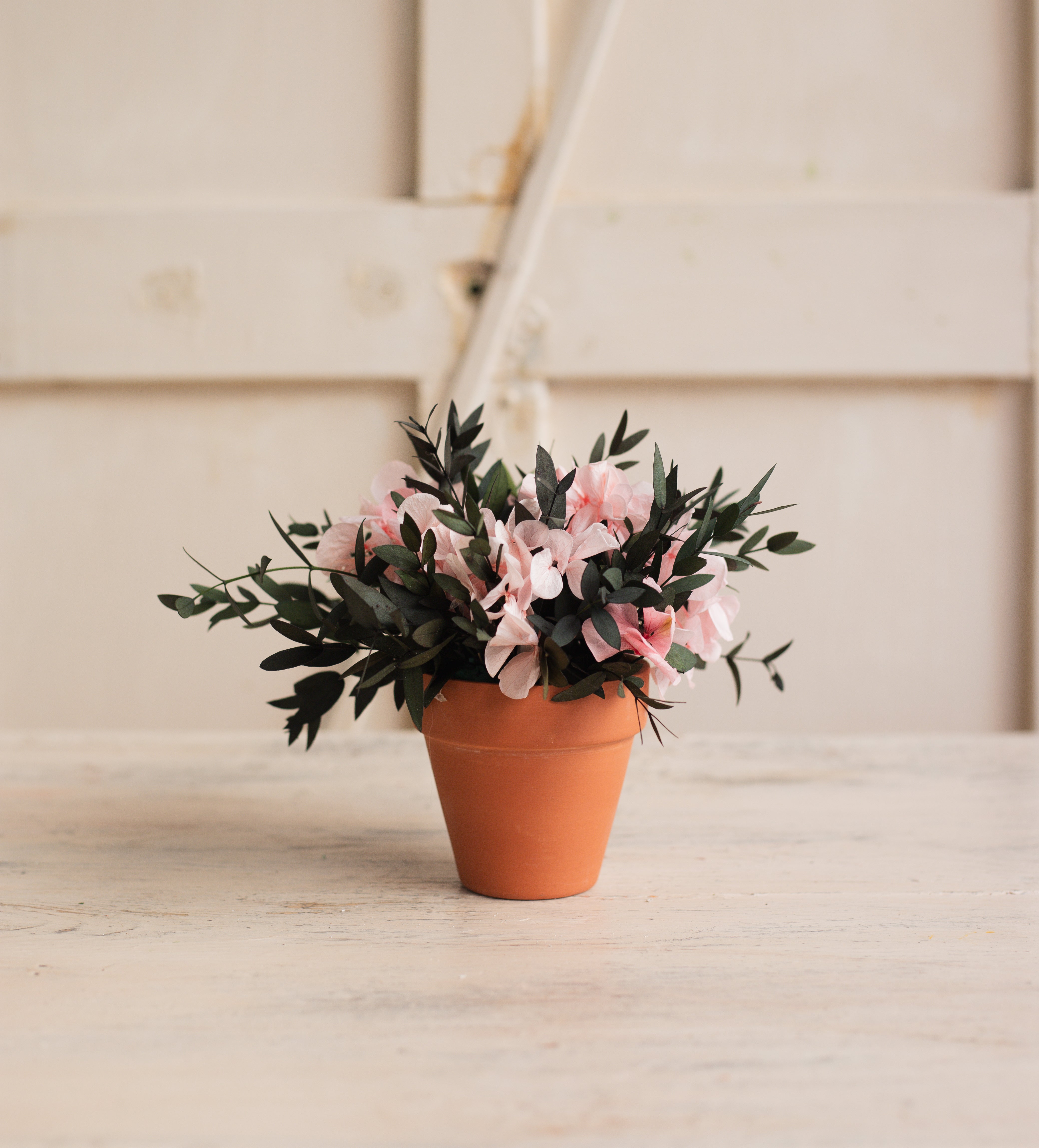 PLANTITA HORTENSIA