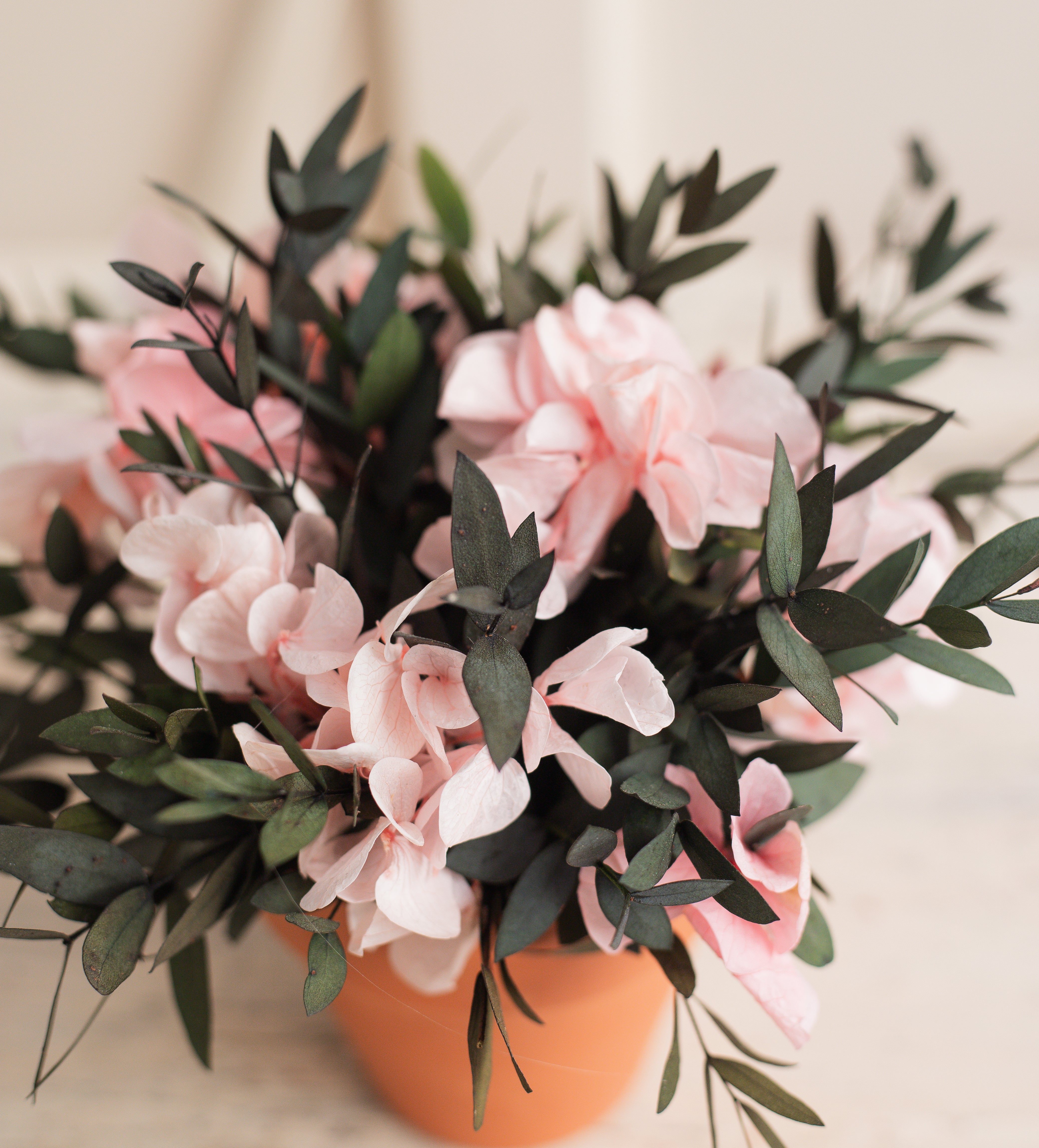 PLANTITA HORTENSIA