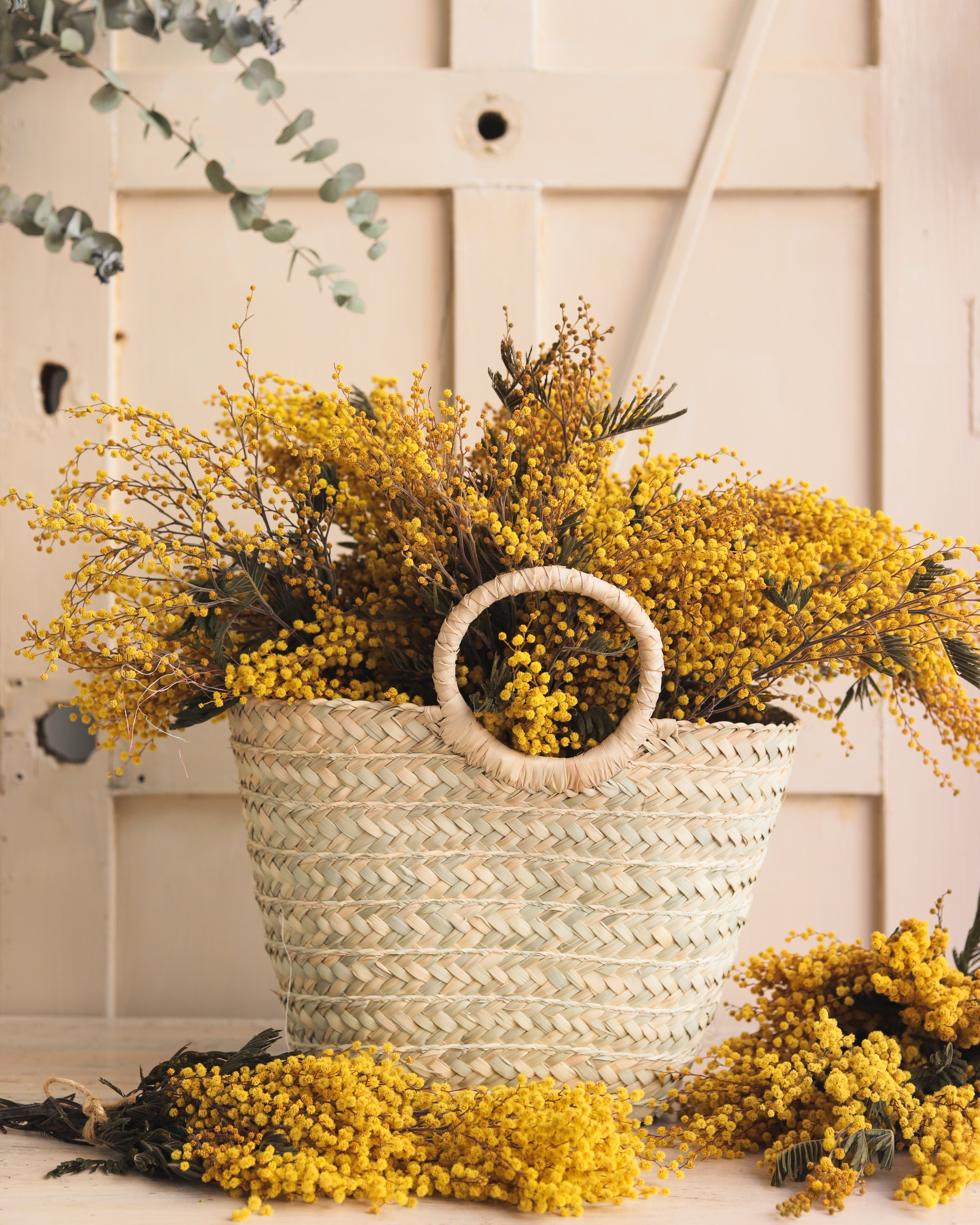 mimosa preservada