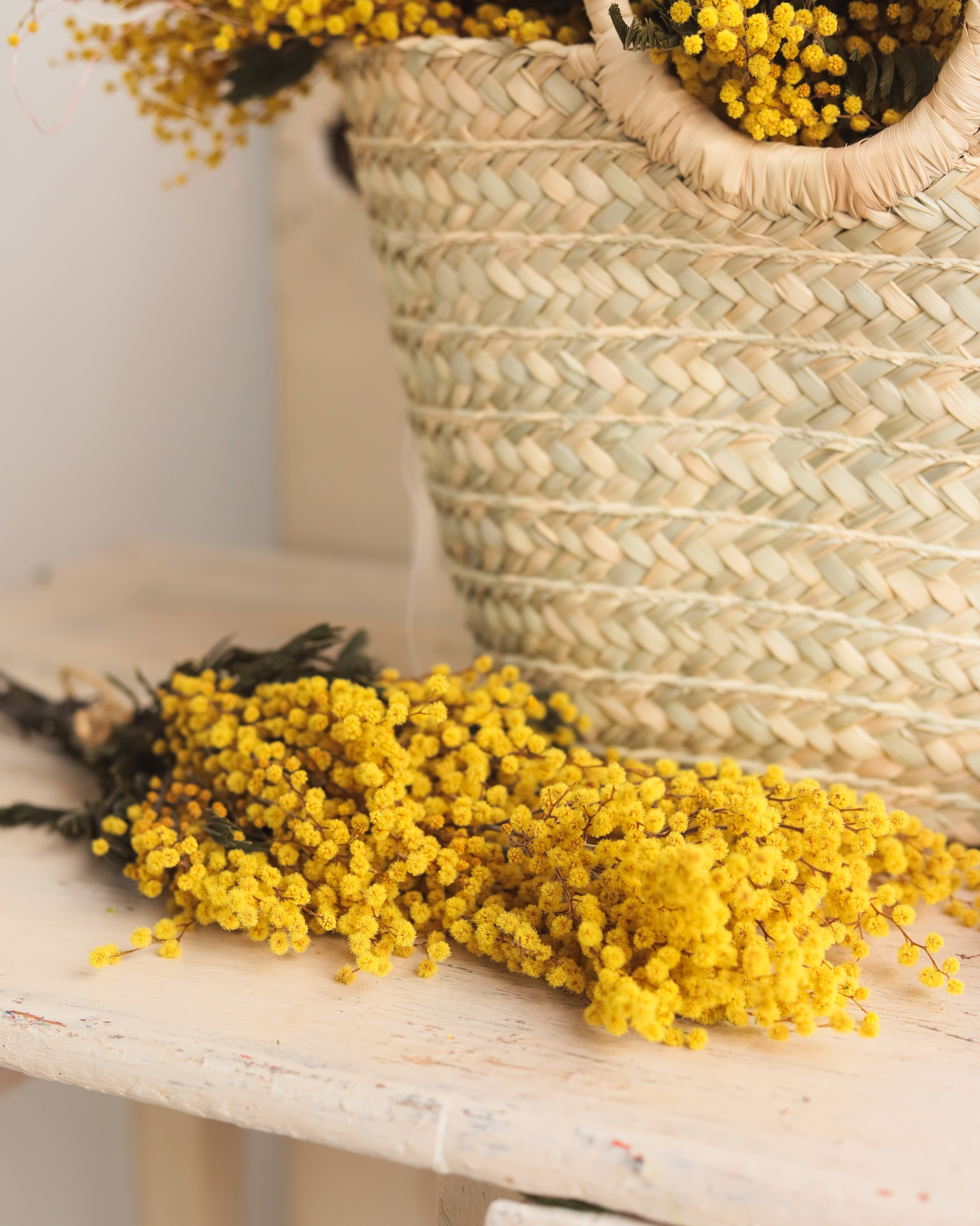 cesta mimosa preservada