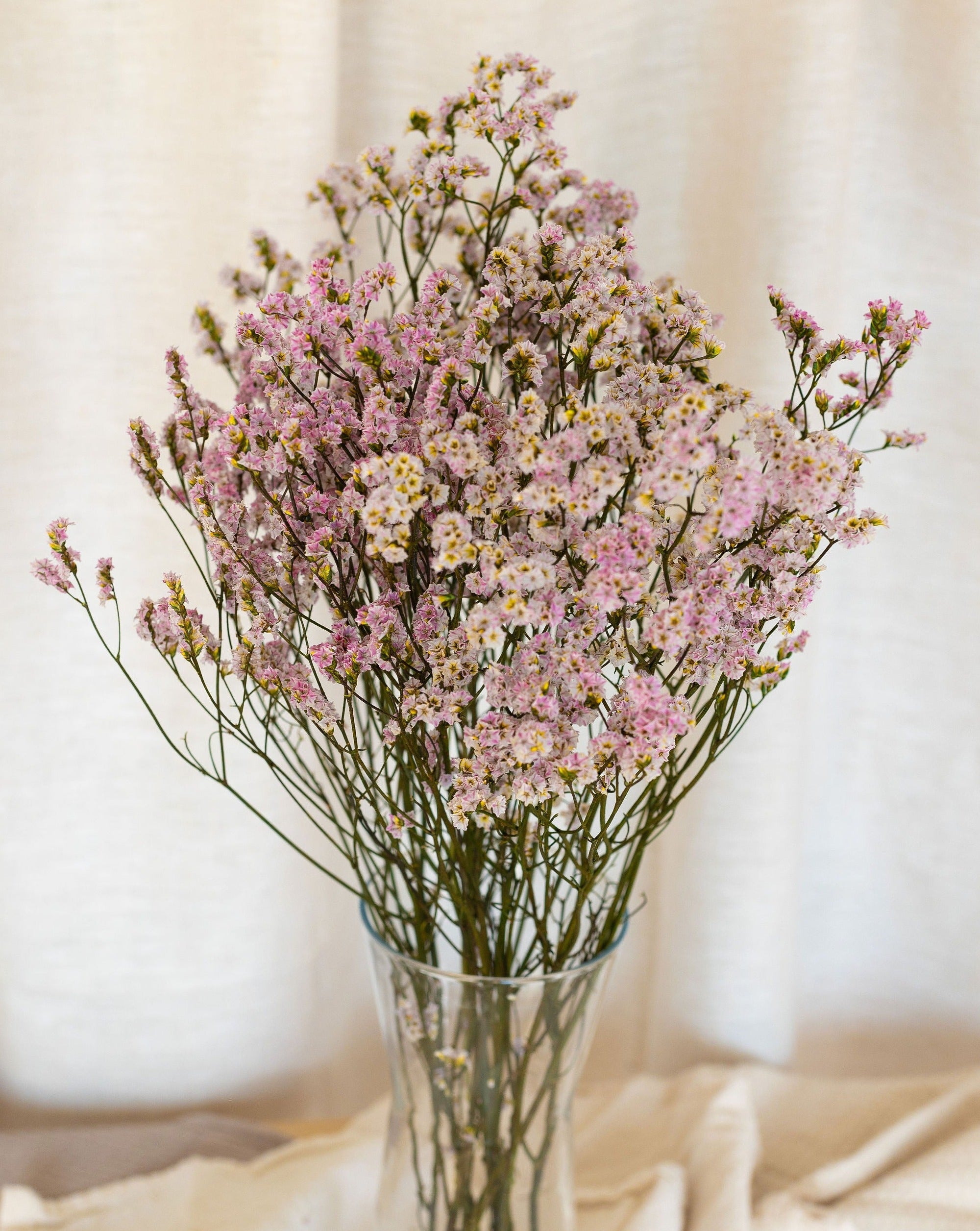 Limonium preservado rosado