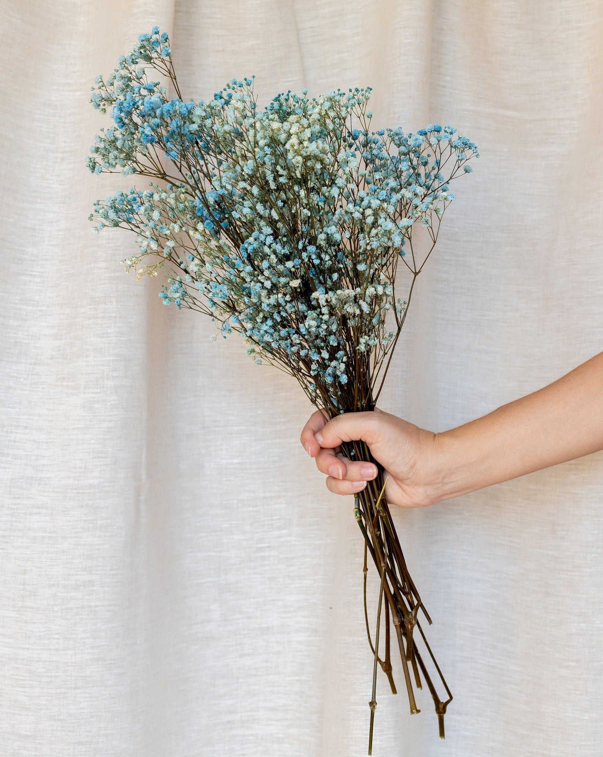 Paniculata preservada azul