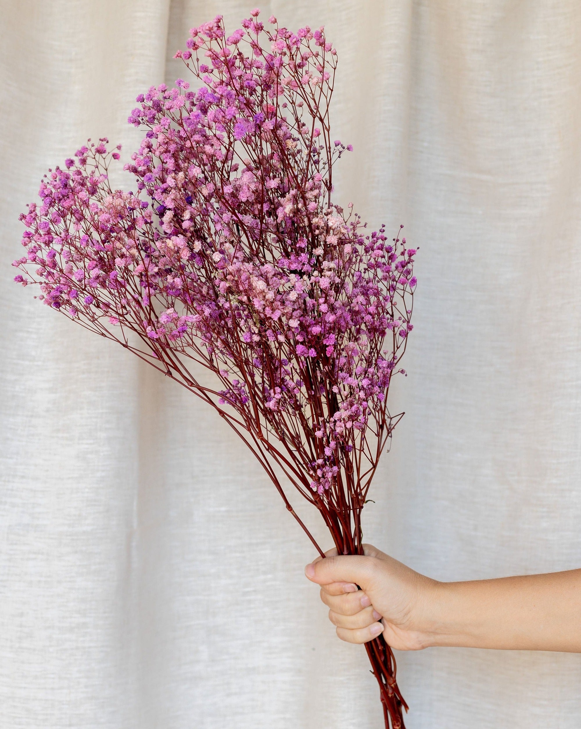 Ramo paniculata morado preservado