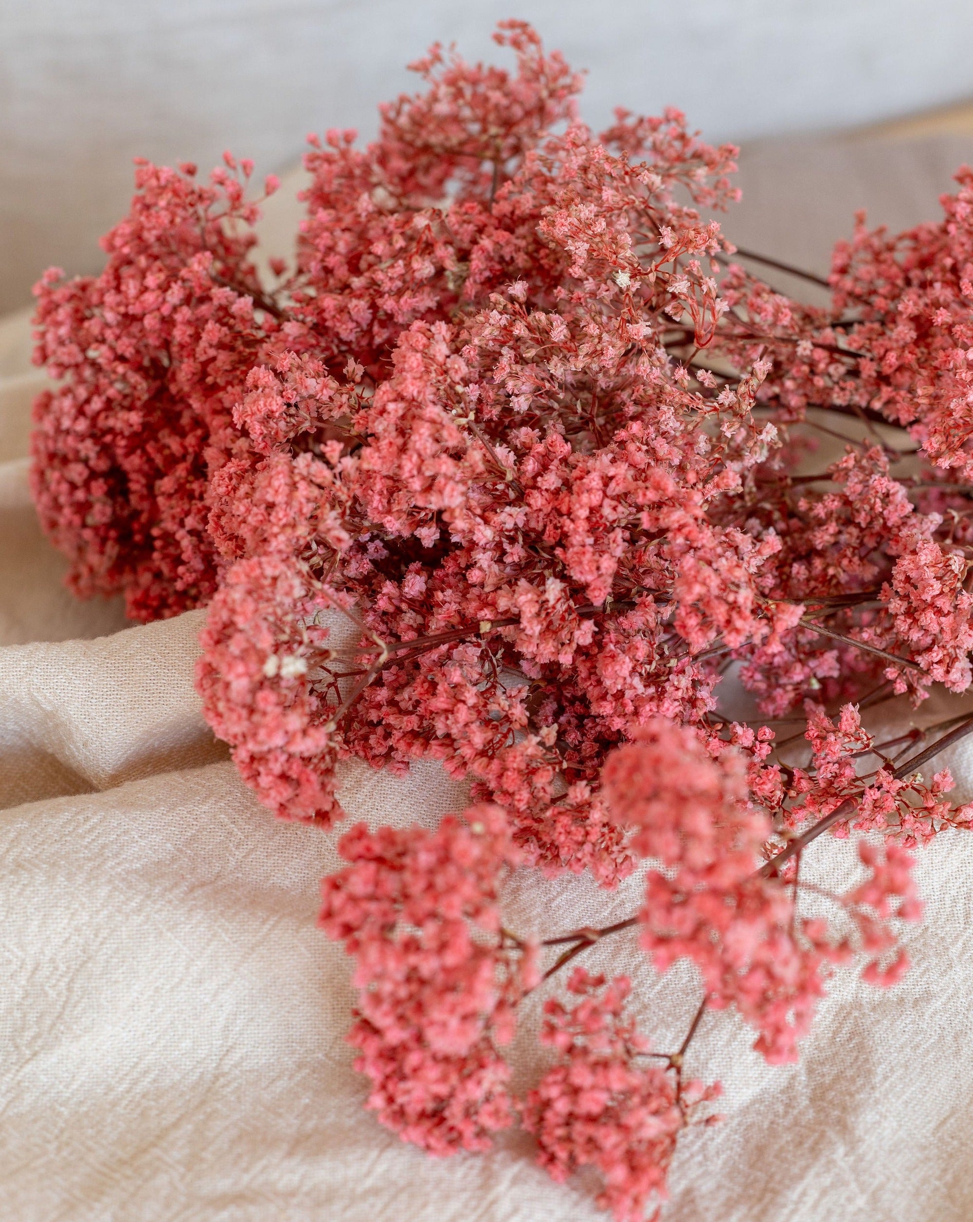 Gypsophila preservada daysi million