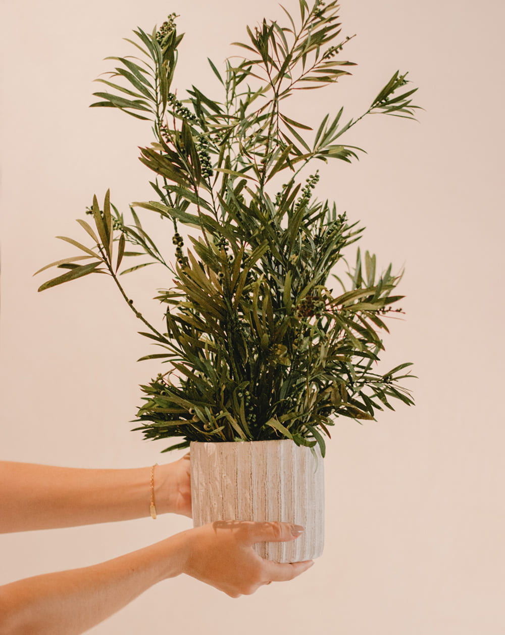 PLANTA CALLISTEUM