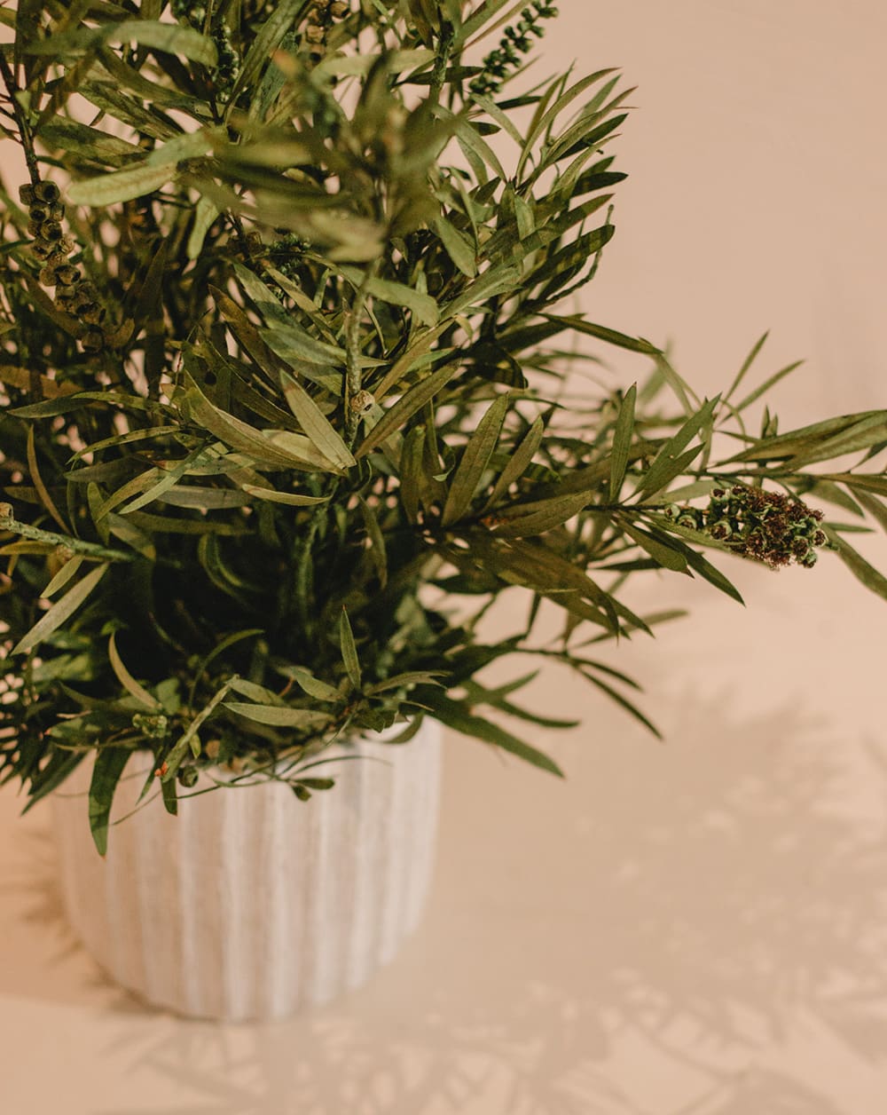 PLANTA CALLISTEUM