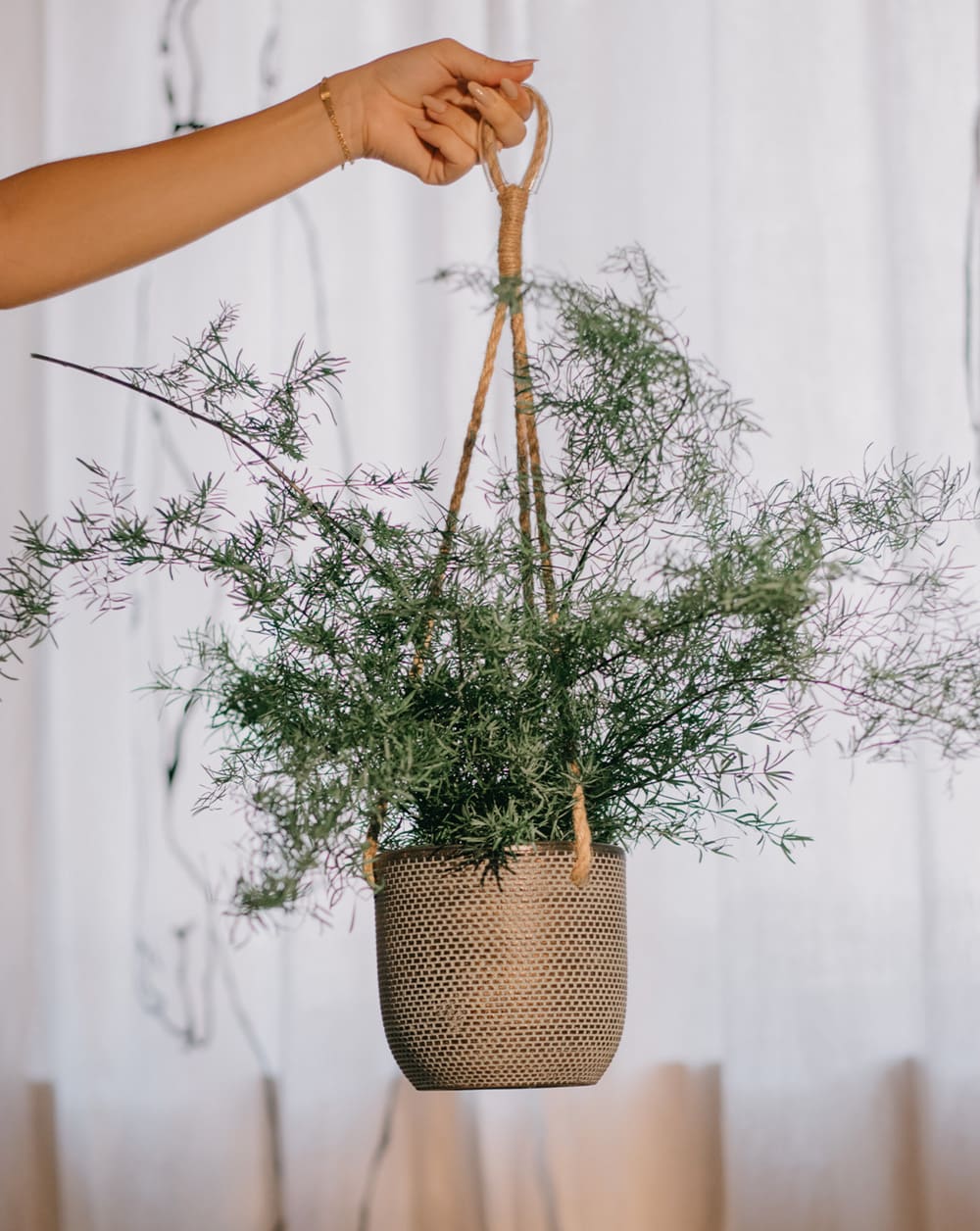 PLANTA ESPARRAGUS