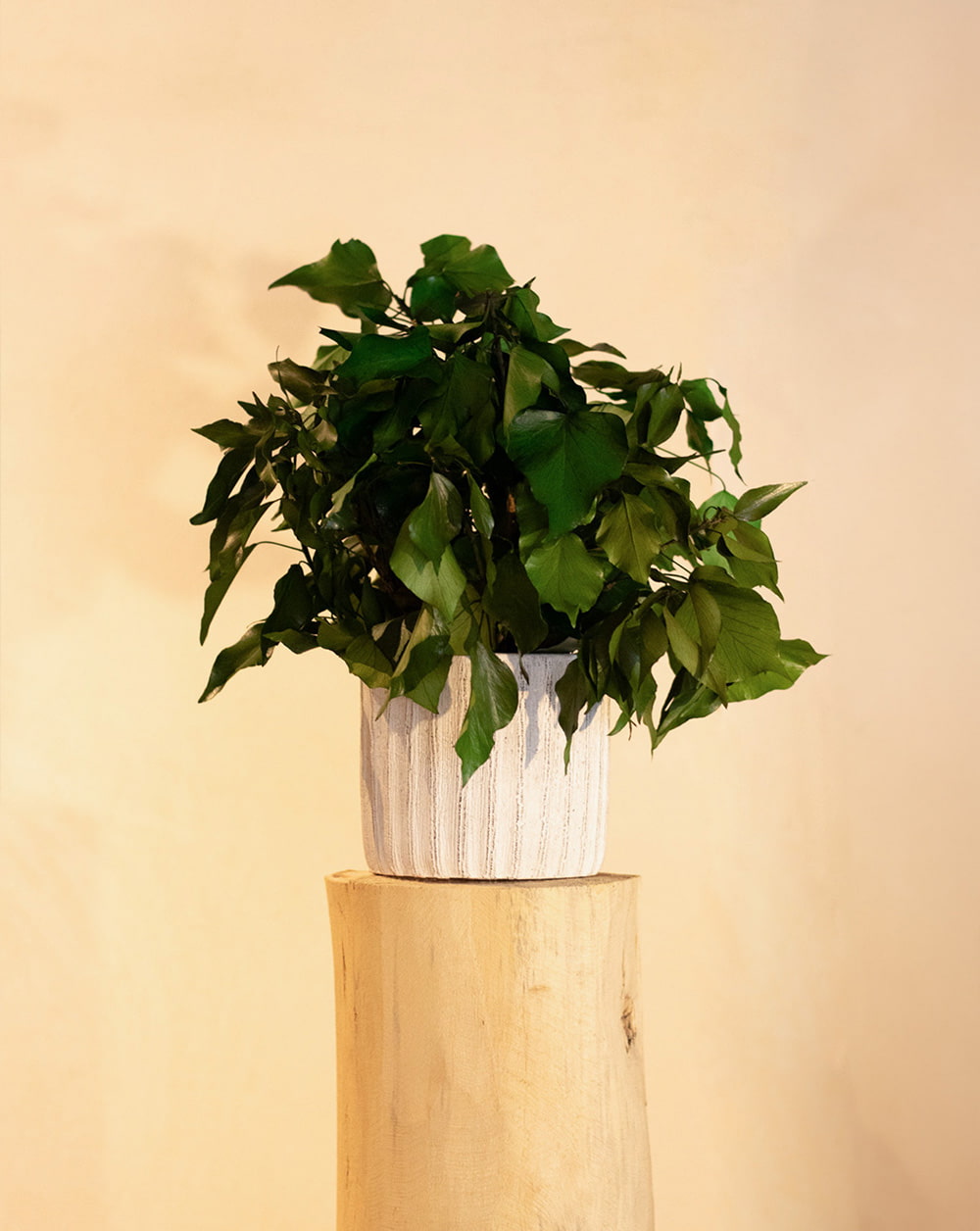 PLANTA DE HIEDRA