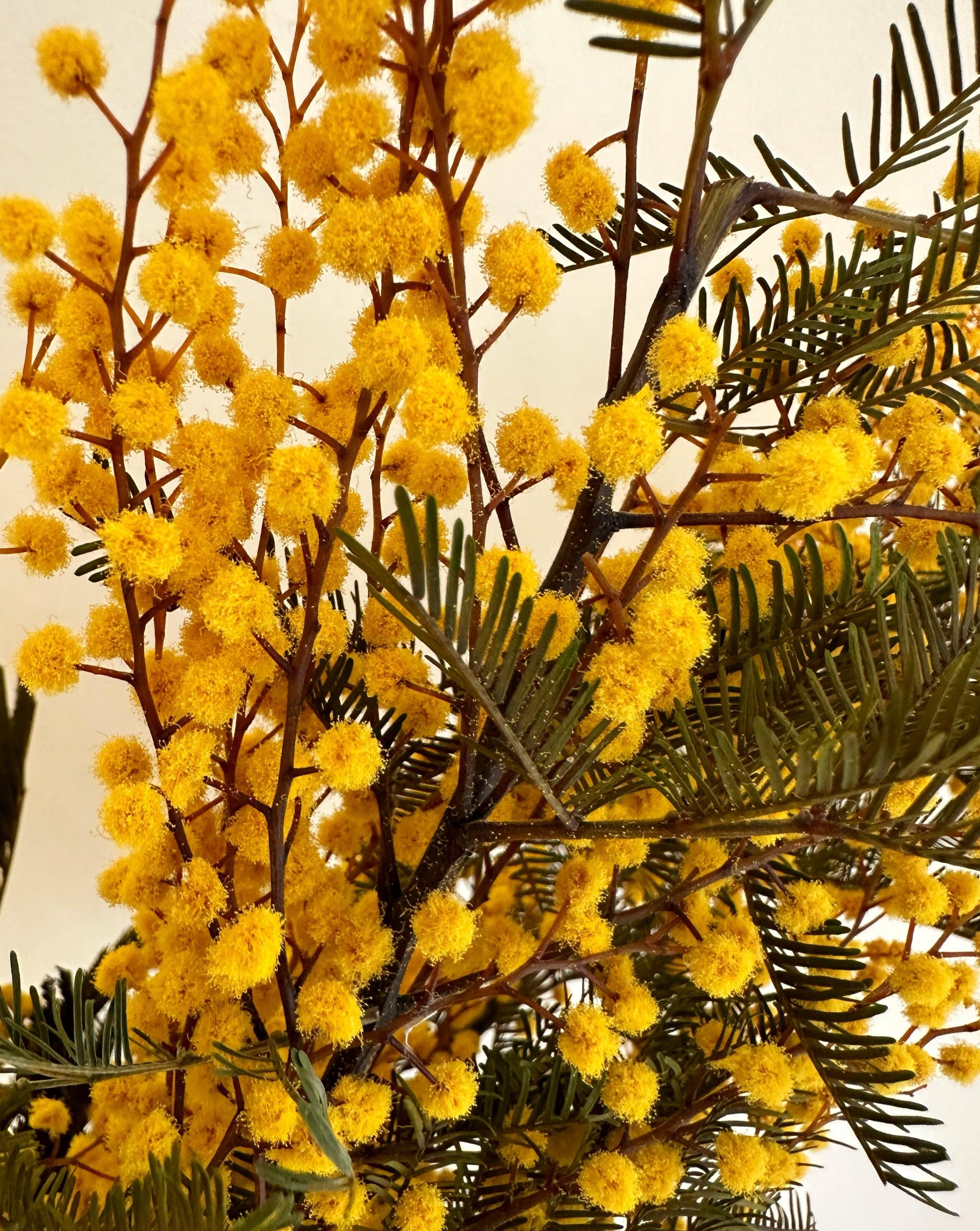 Mimosa natural ramo