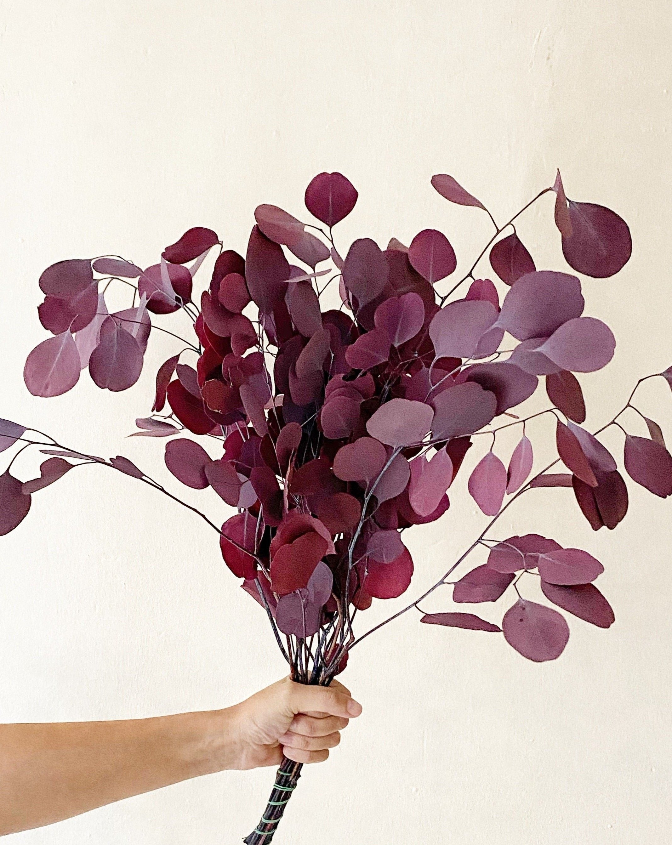 Ramo eucalipto preservado populus