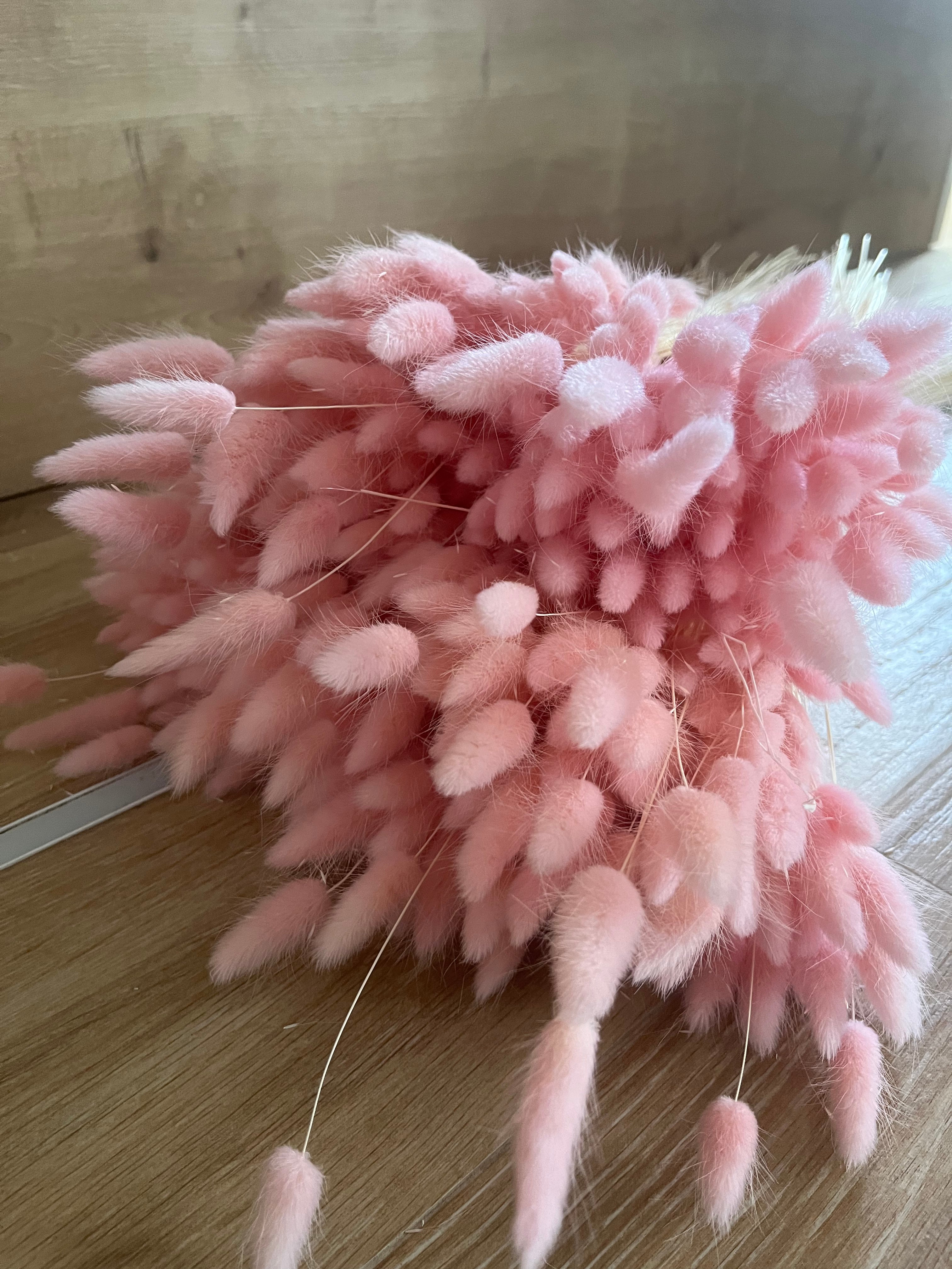 Lagurus seco plumeros rosado