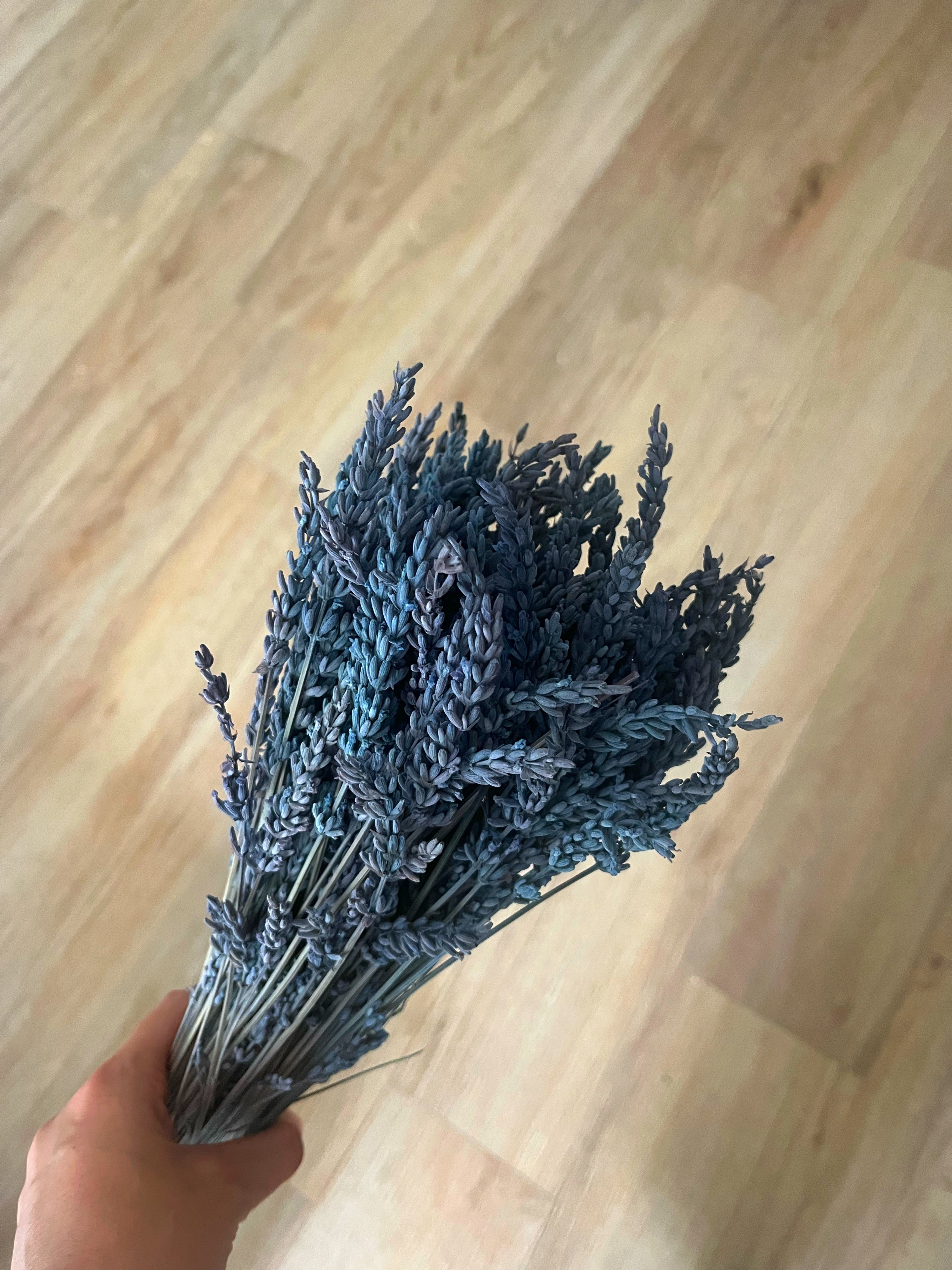 Lavanda preservada azul