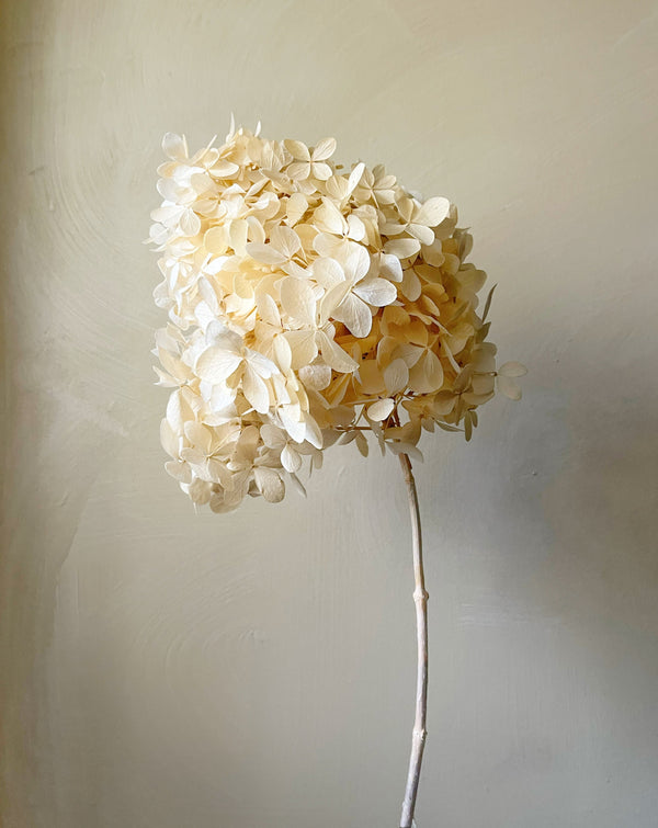 Hortensia paniculata preservada crema 