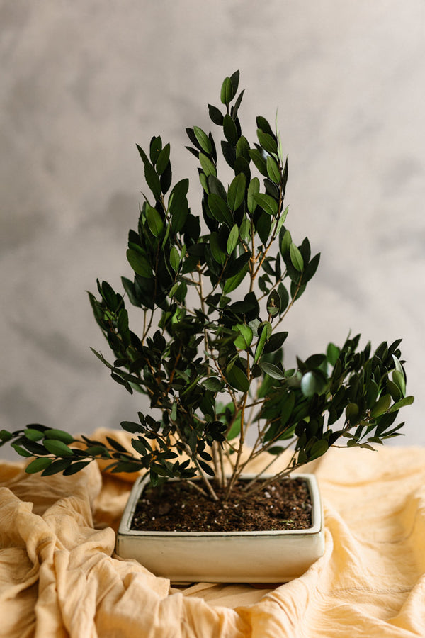 Bonsái olivo preservado 