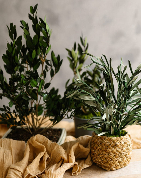 Planta mini olivo preservado 