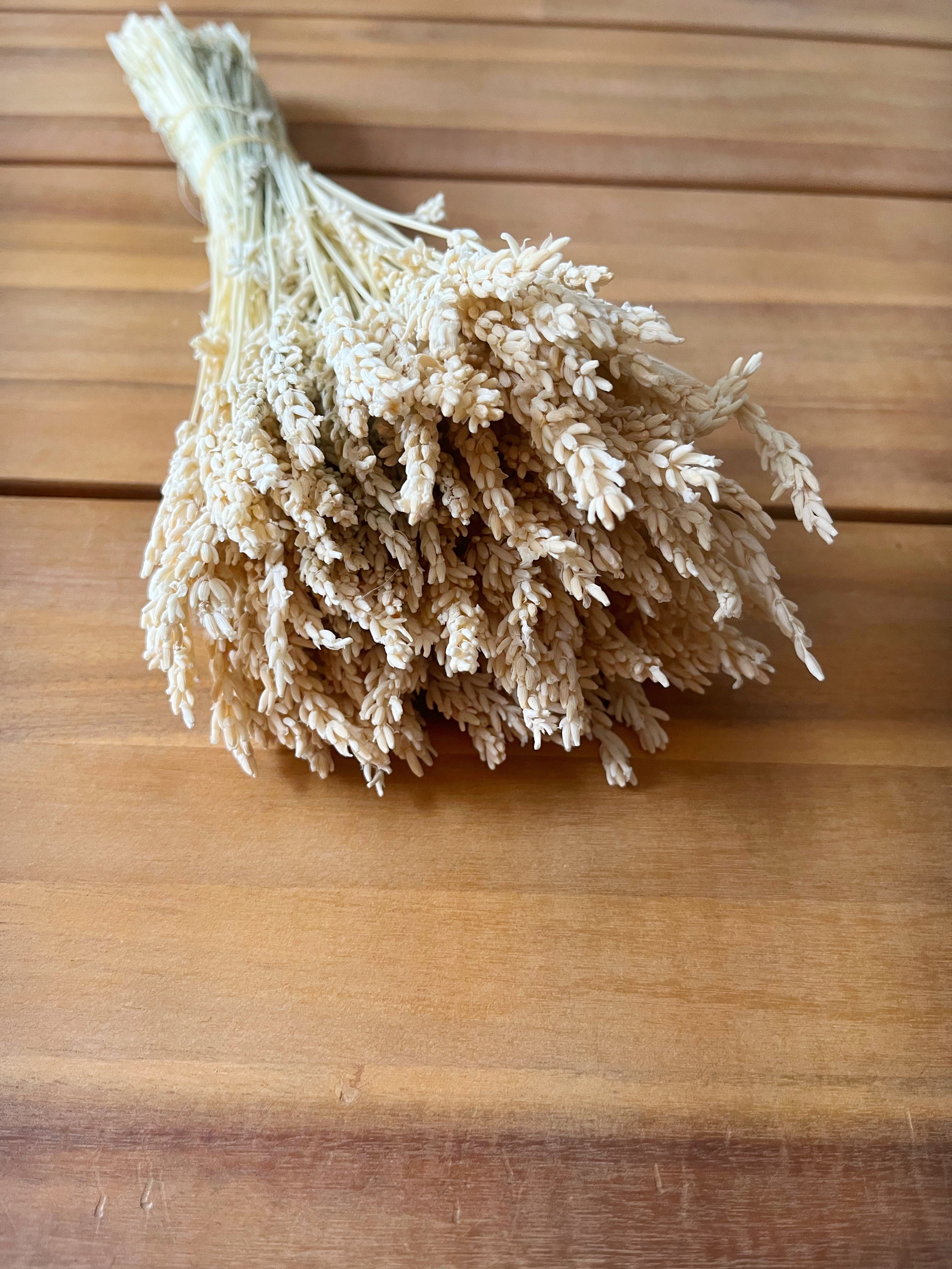 Lavanda preservada blanca
