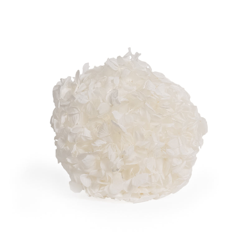 Flor de hortensia blanca