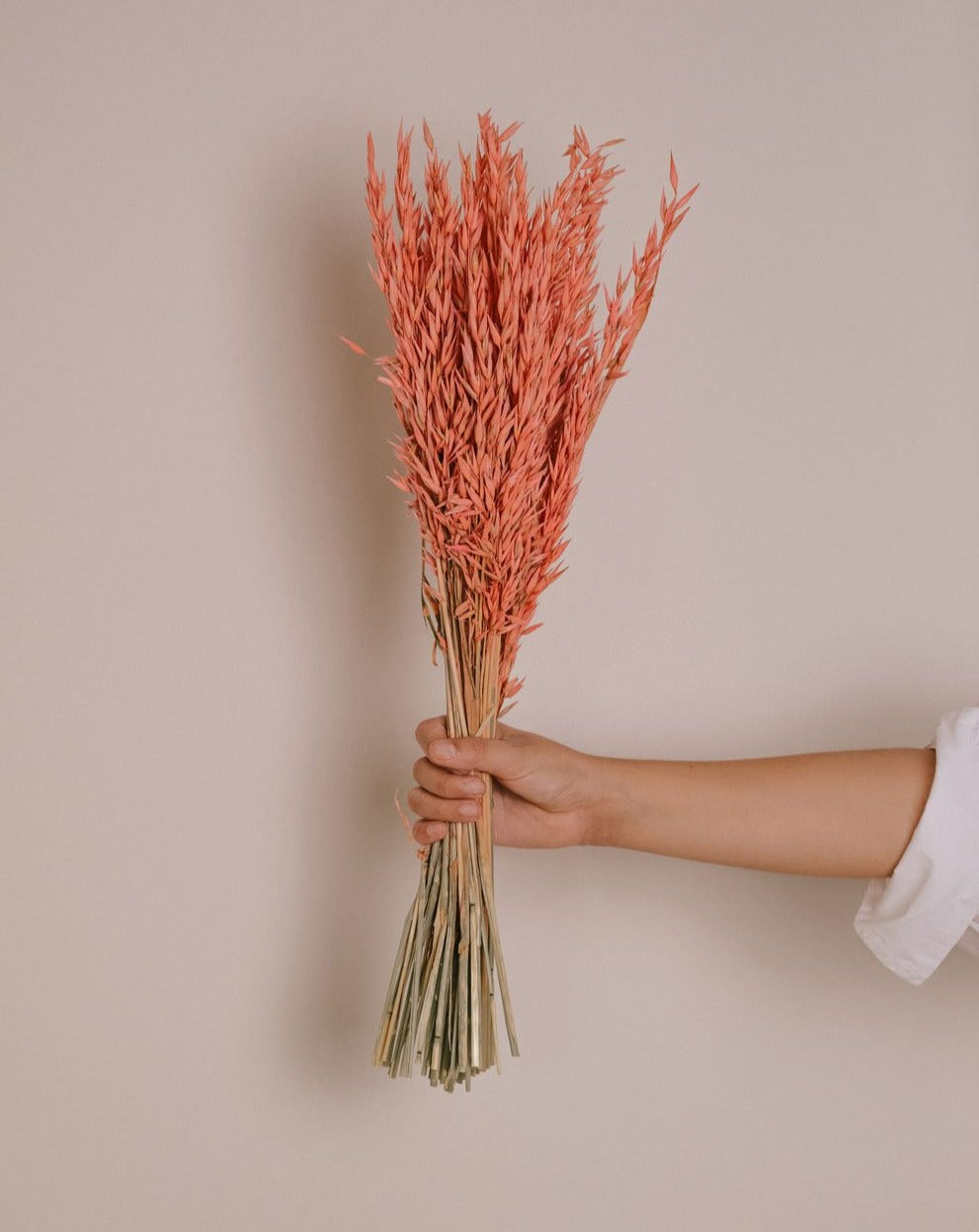 avena rosa seca