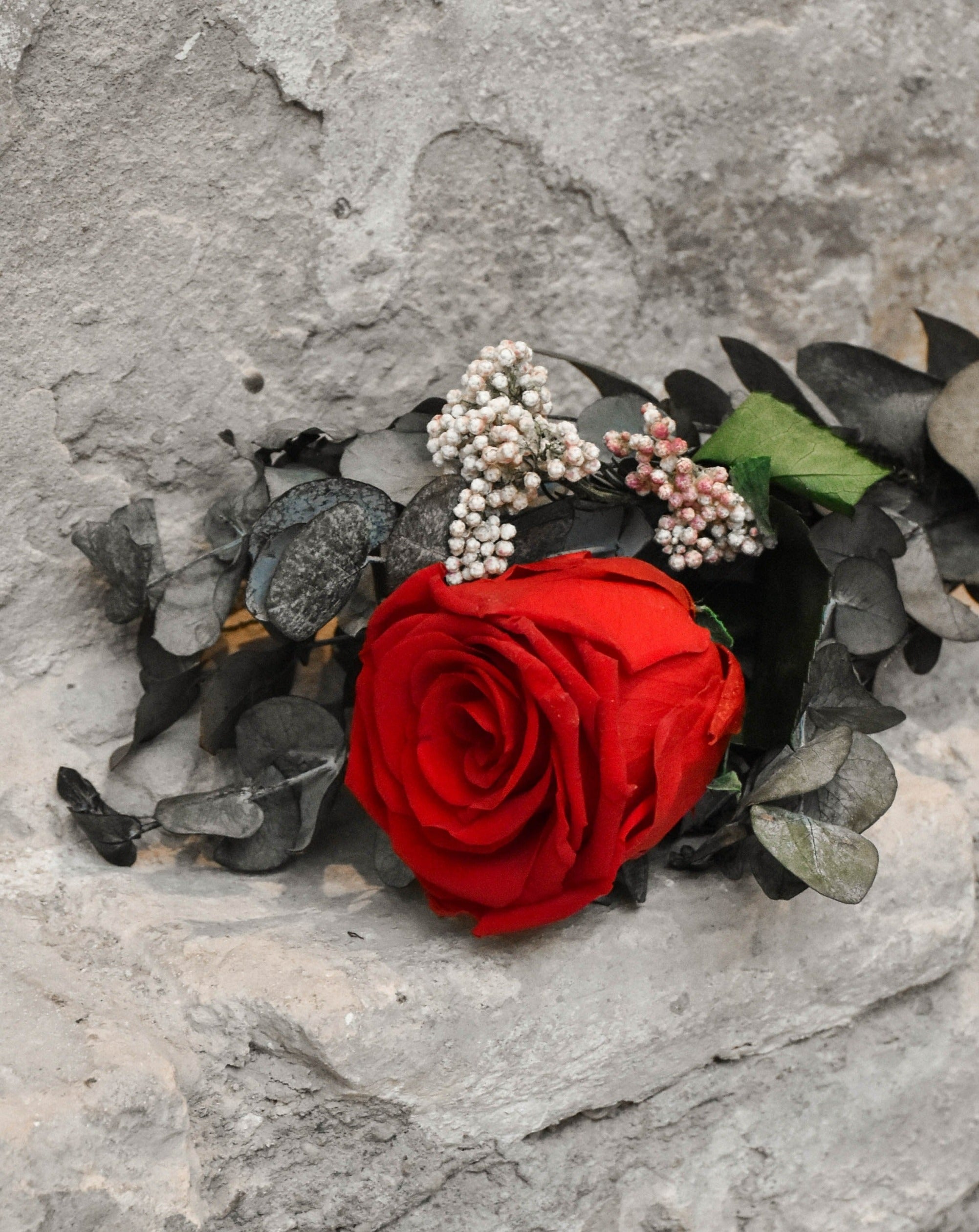 Ramillete rosa roja preservada