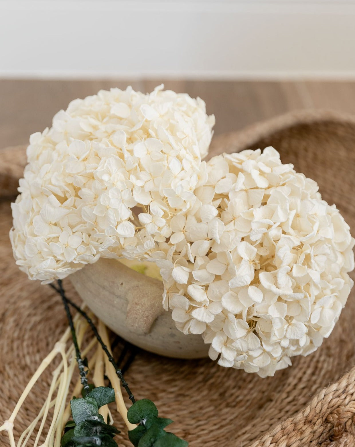 Cabeza hortensia preservada blanca