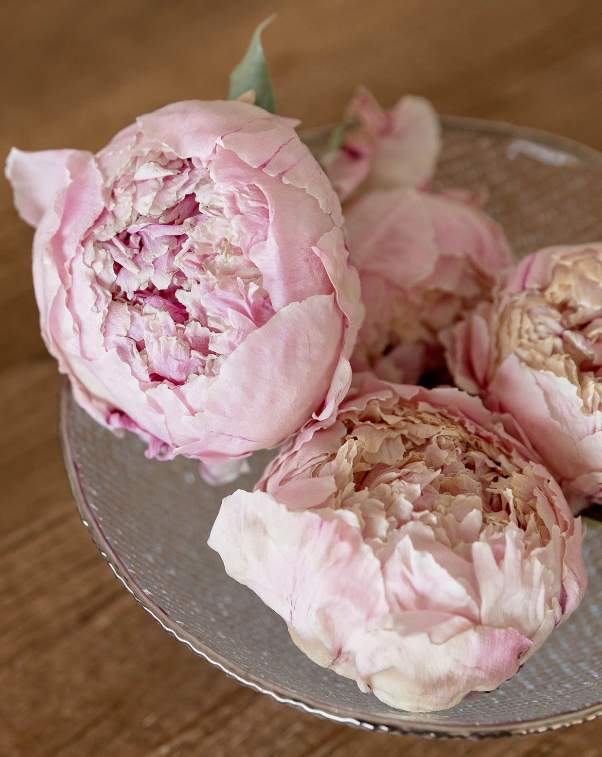 Flor novia peonia preservada rosa