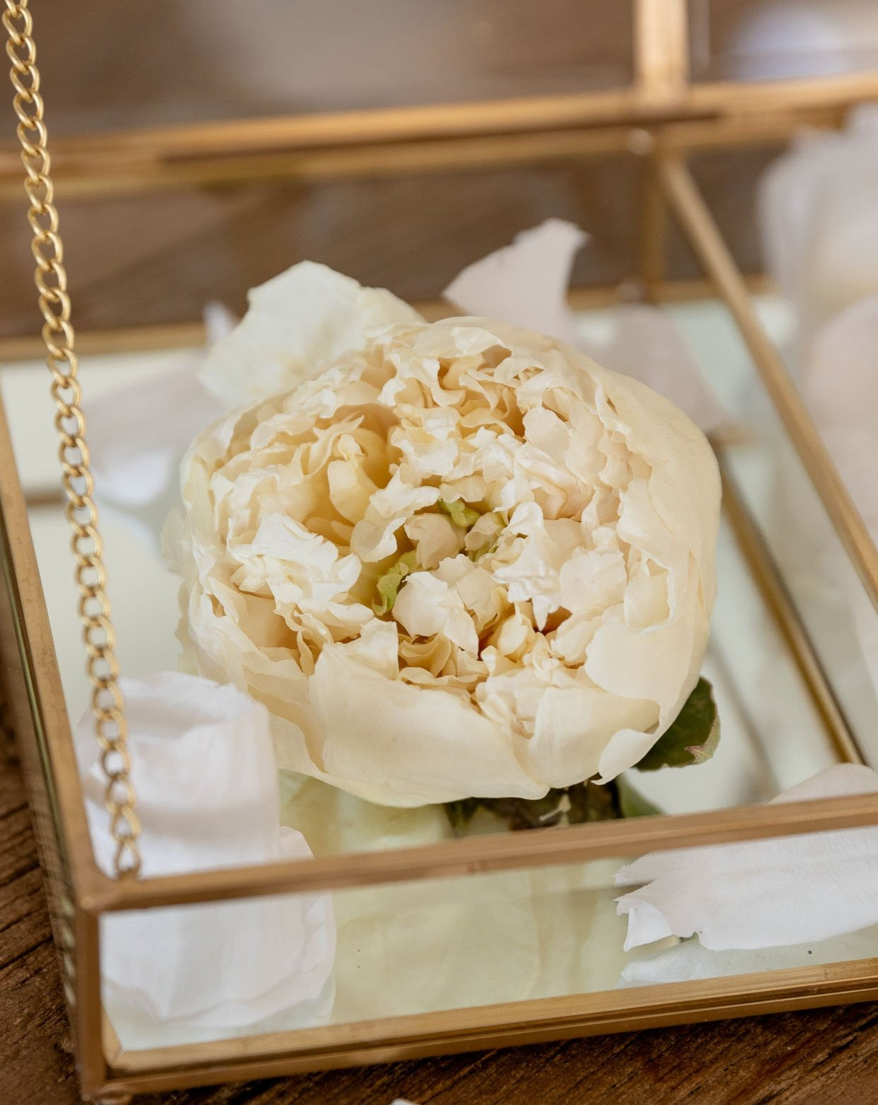 Flor de peonia preservada crema