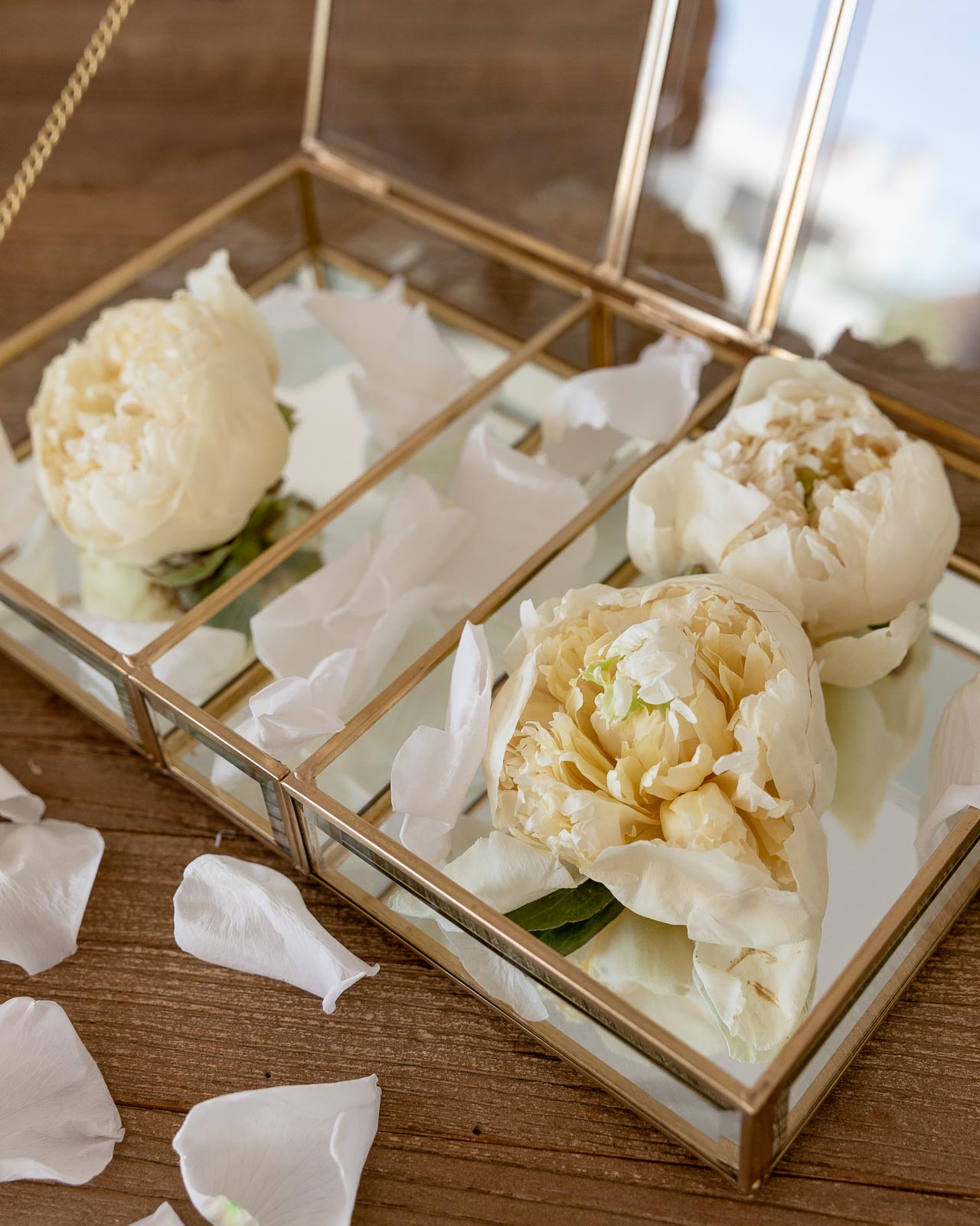 Paeony preservada flor crema