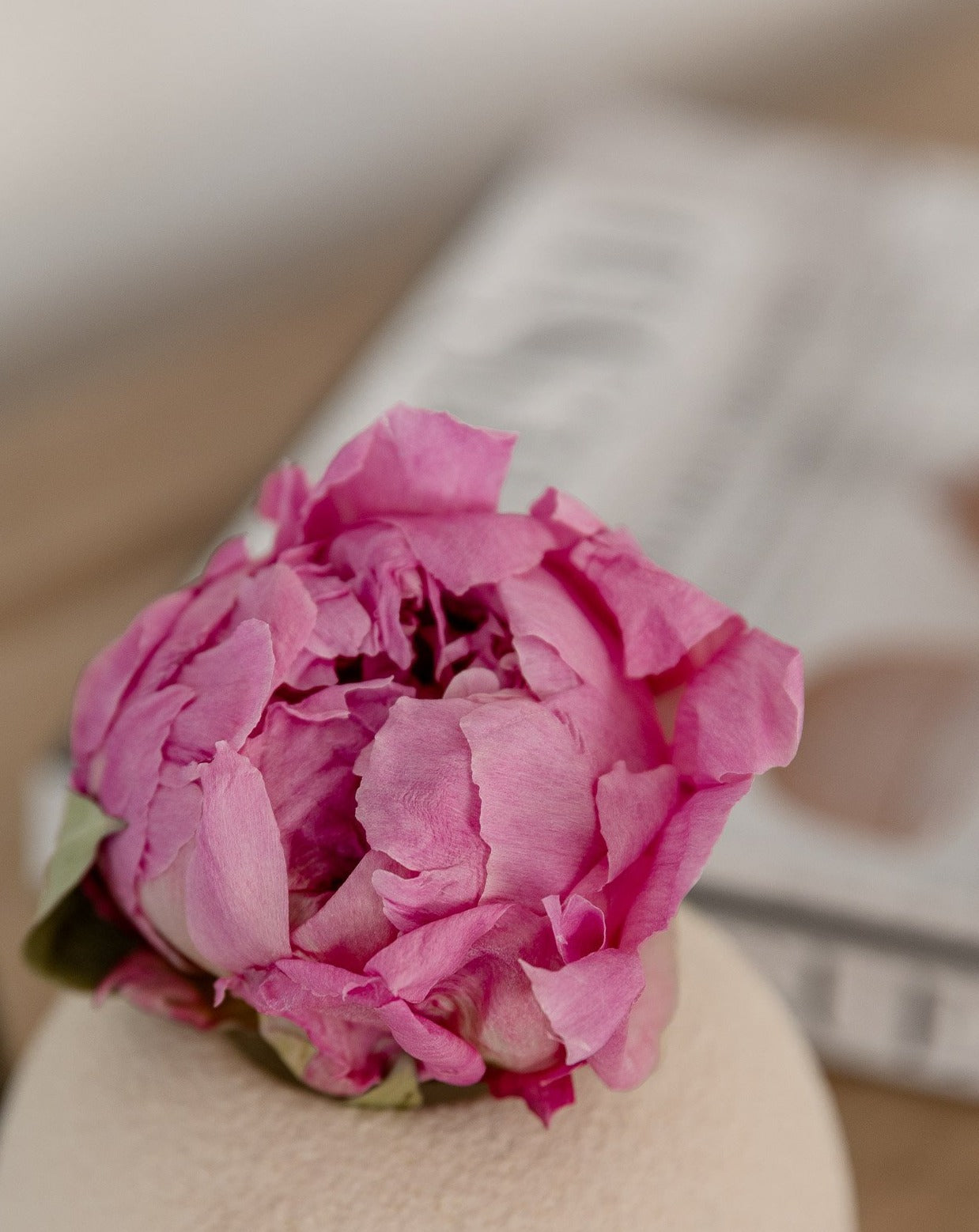 Peonia novia preservada