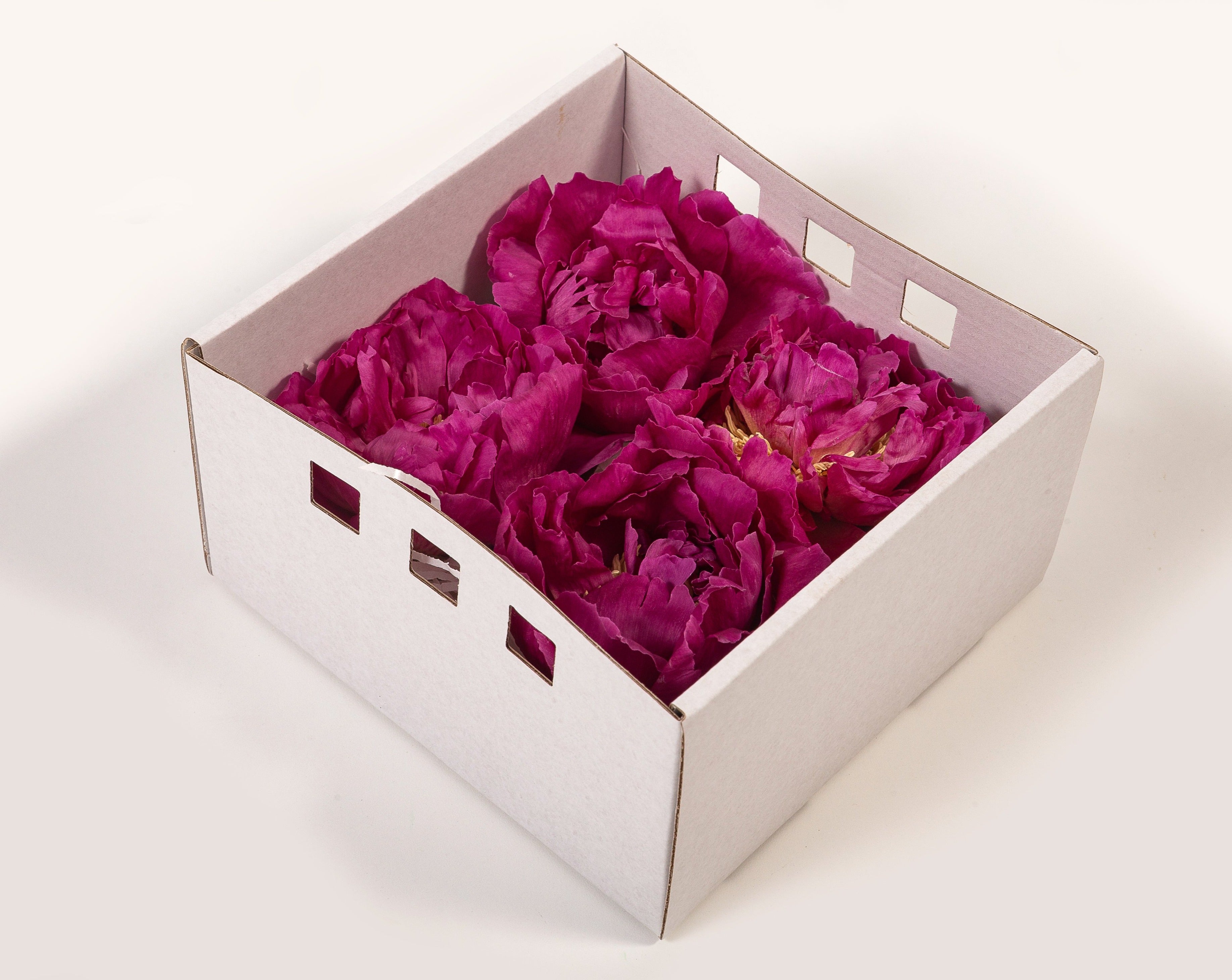 Caja peonia preservada bourdeux